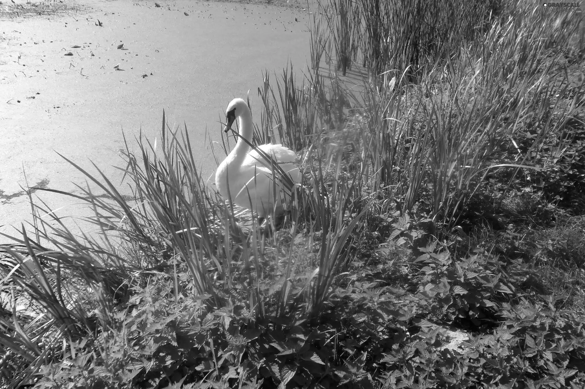 scrub, Swans, Pond - car