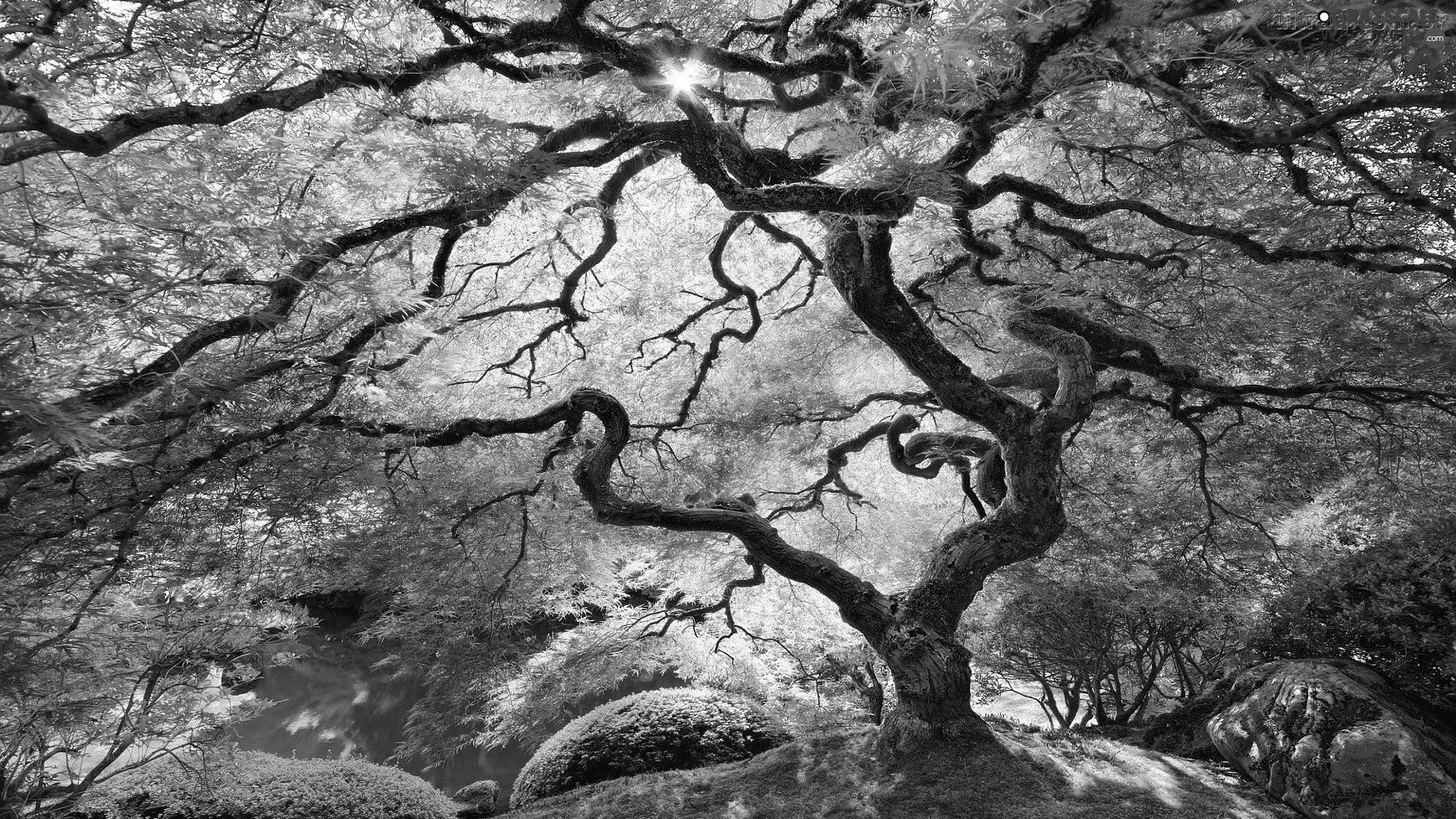 trees, branches, Pond - car, spreading