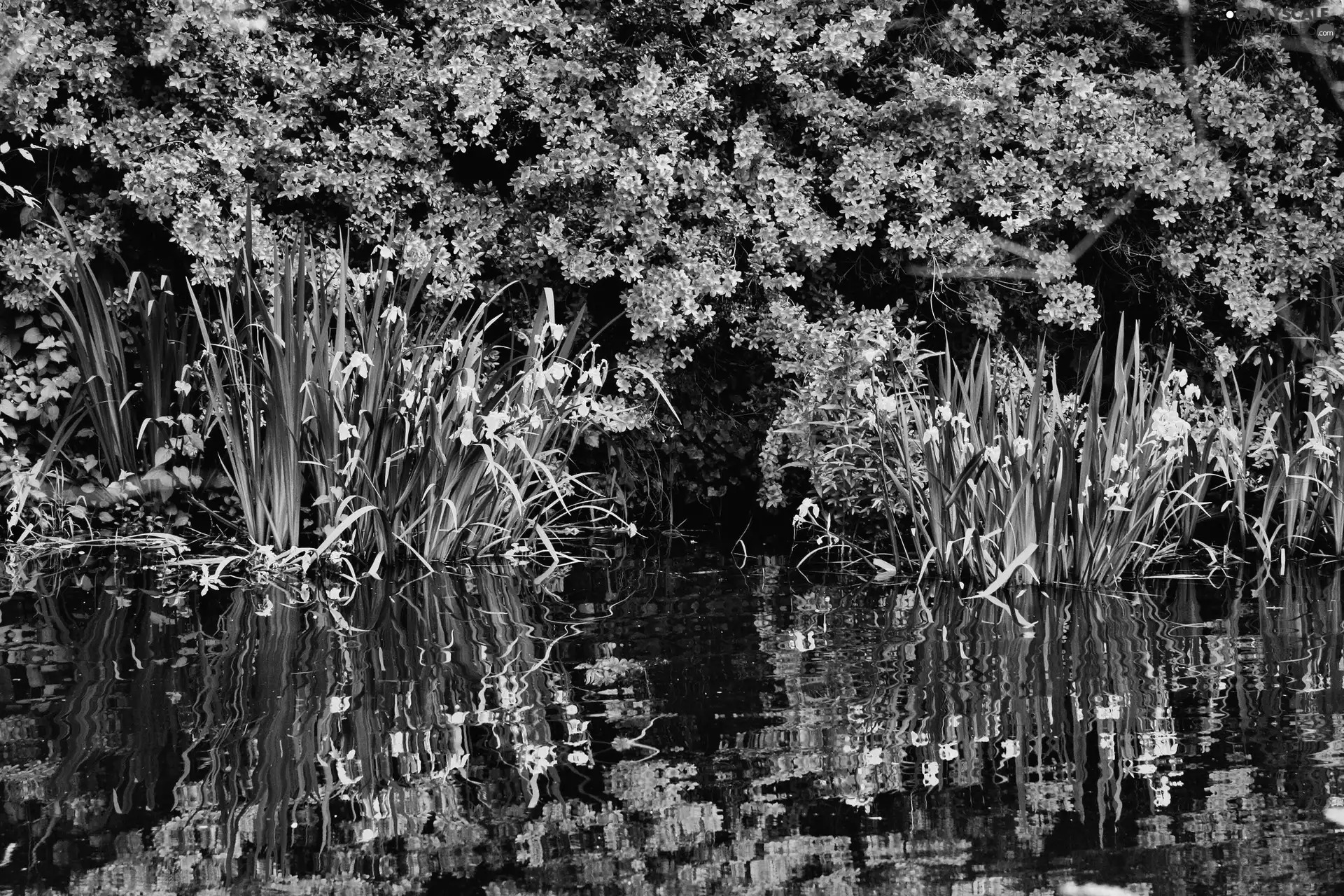 Daffodils, trees, Park, viewes, Bloom, Pond - car, Spring