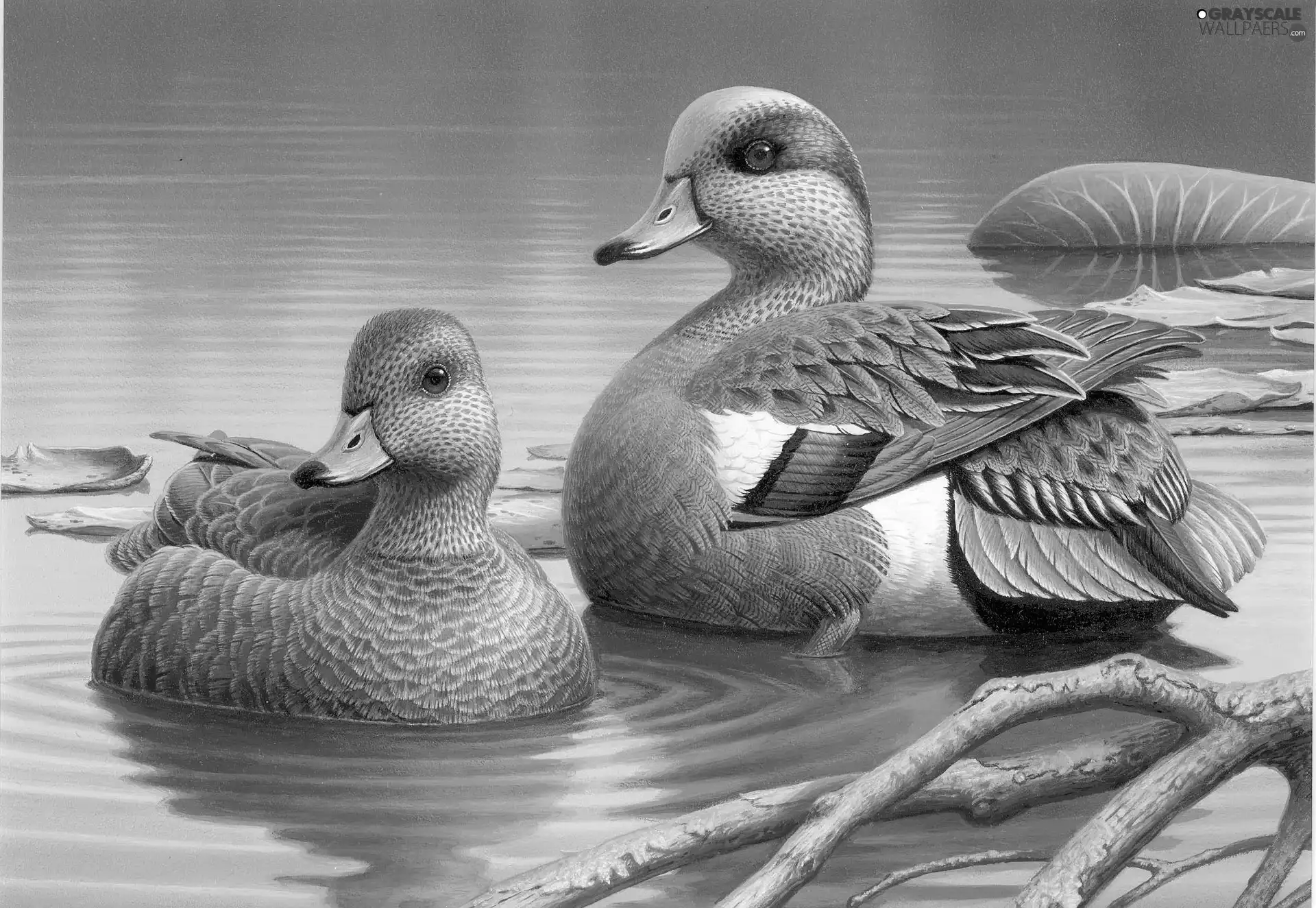 wild, ducks, Pond - car, color