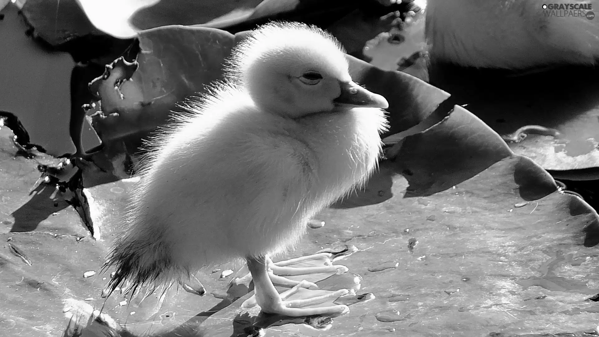 young, leaf, Pond - car, Ducky