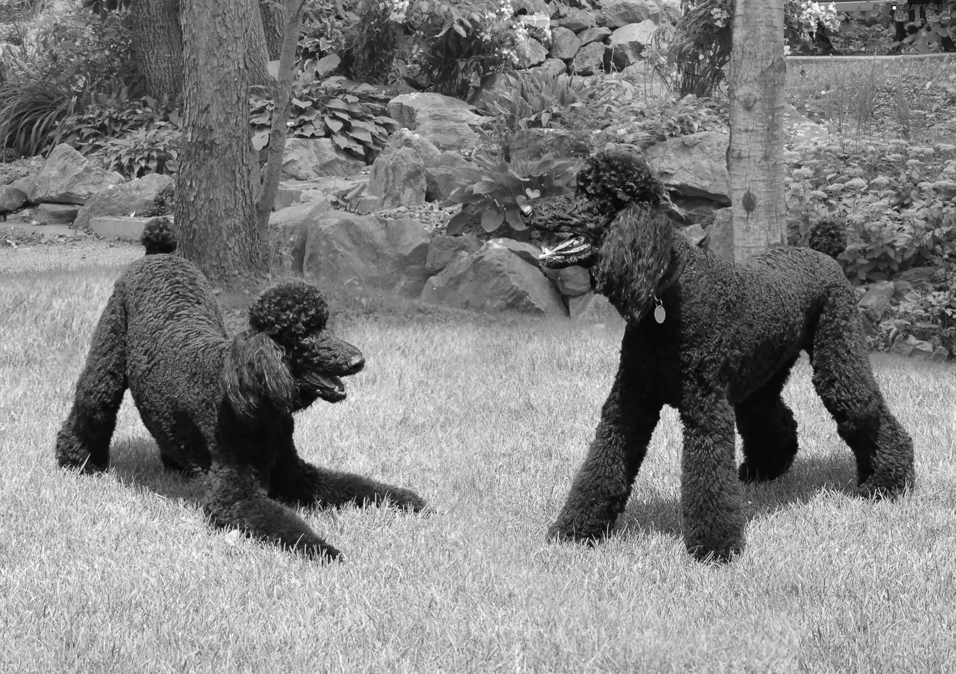 Black, Poodles