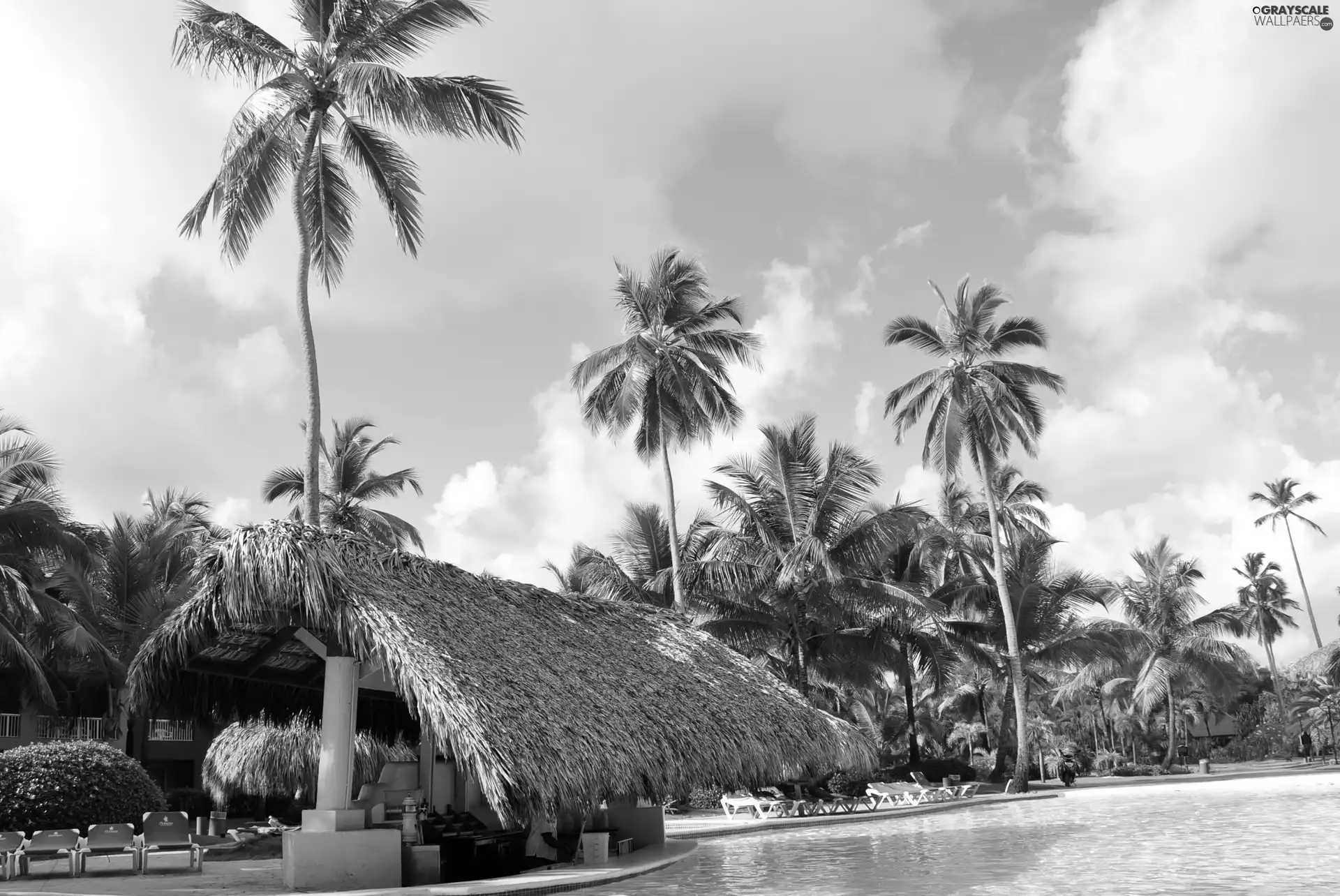 Pool, Palms, Bar