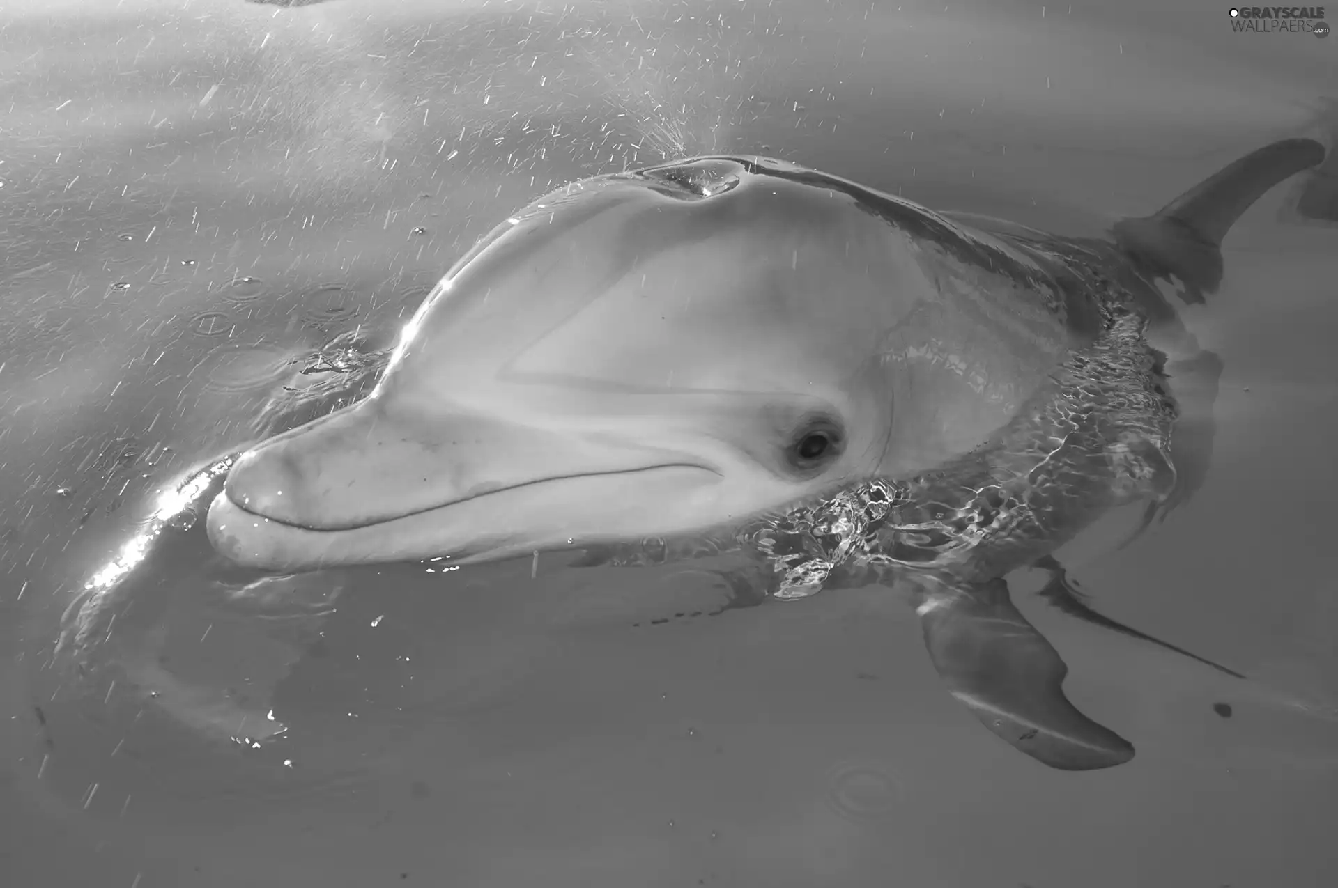 dolphin, Pool