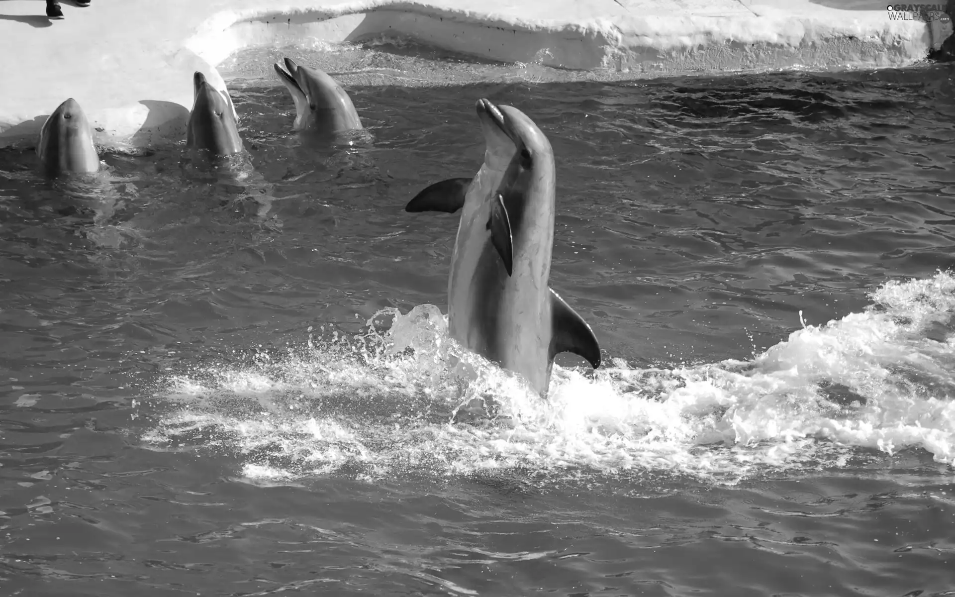 Pool, four, dolphins