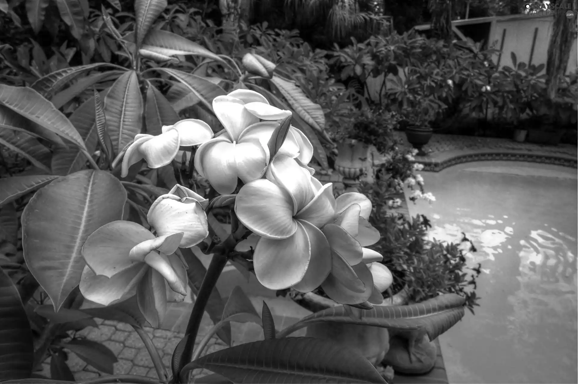 Pool, Plumeria, Garden