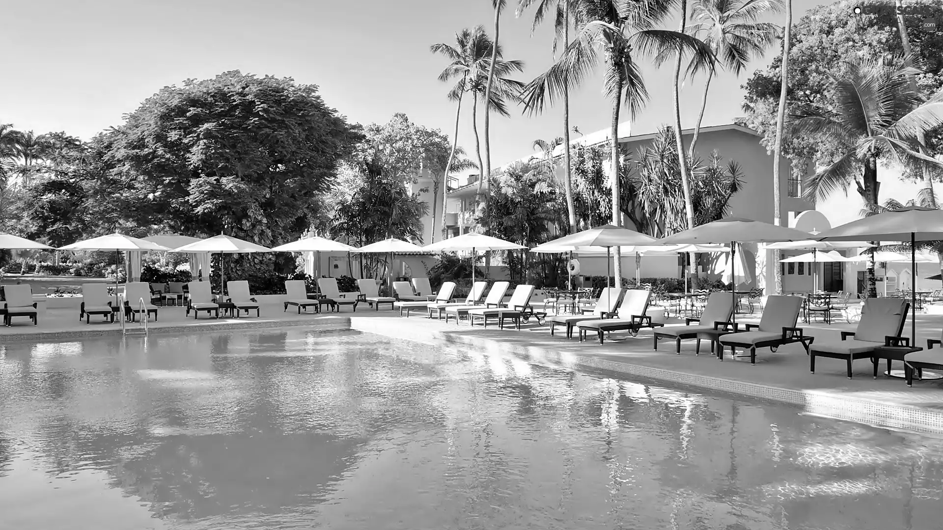 Palms, Hotel hall, Pool