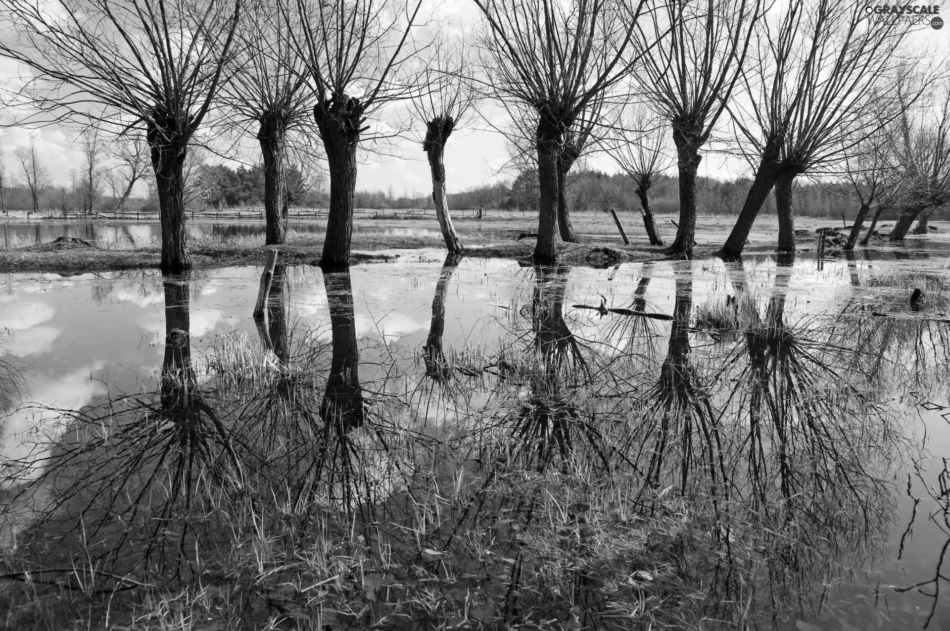 pool, willow, reflection