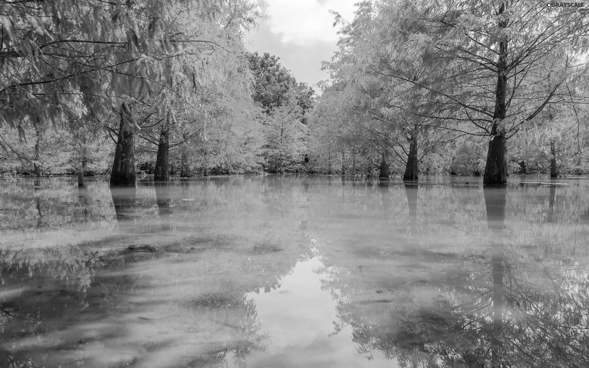 pool, trees, viewes
