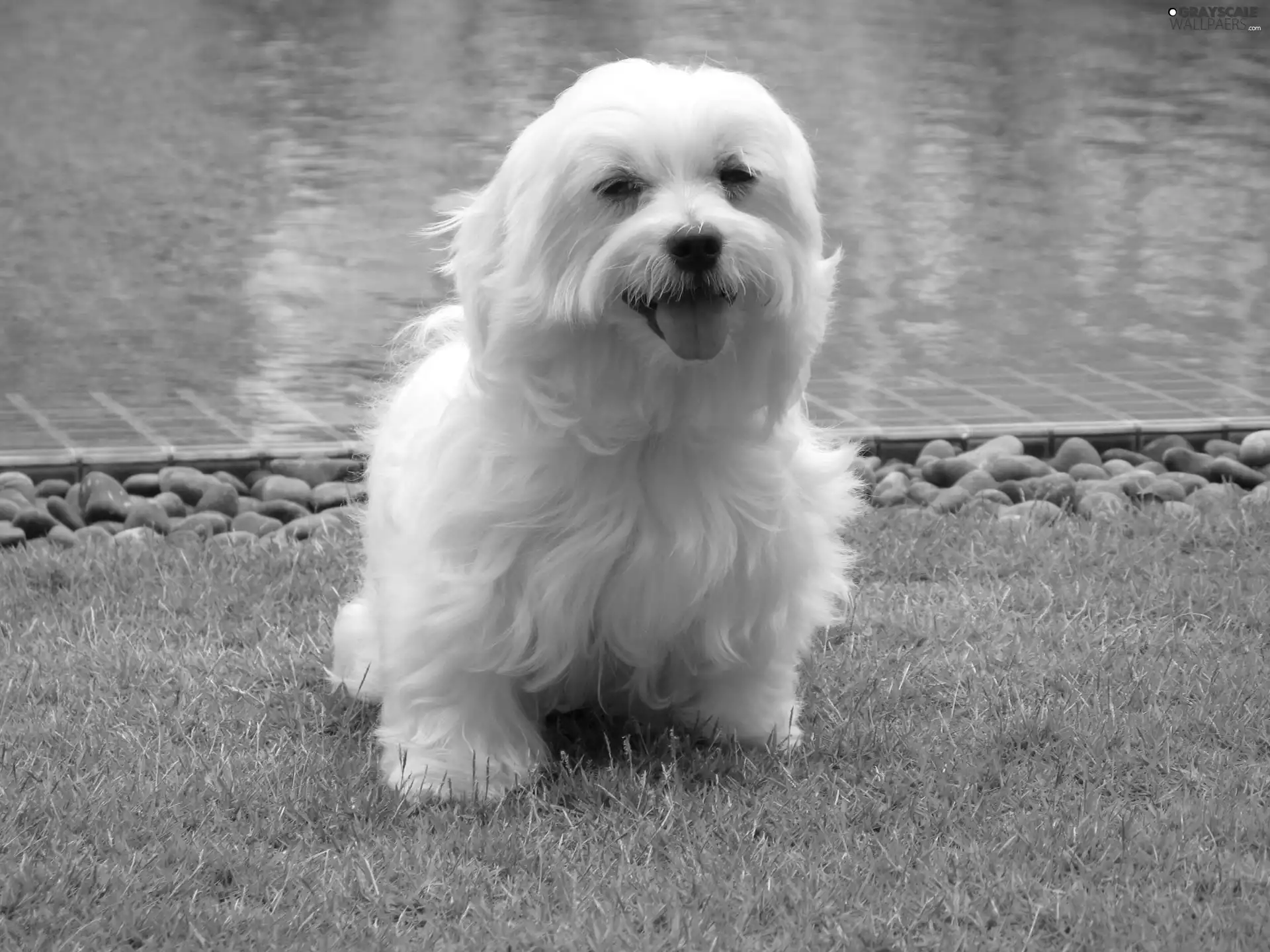 White, grass, Pool, doggy