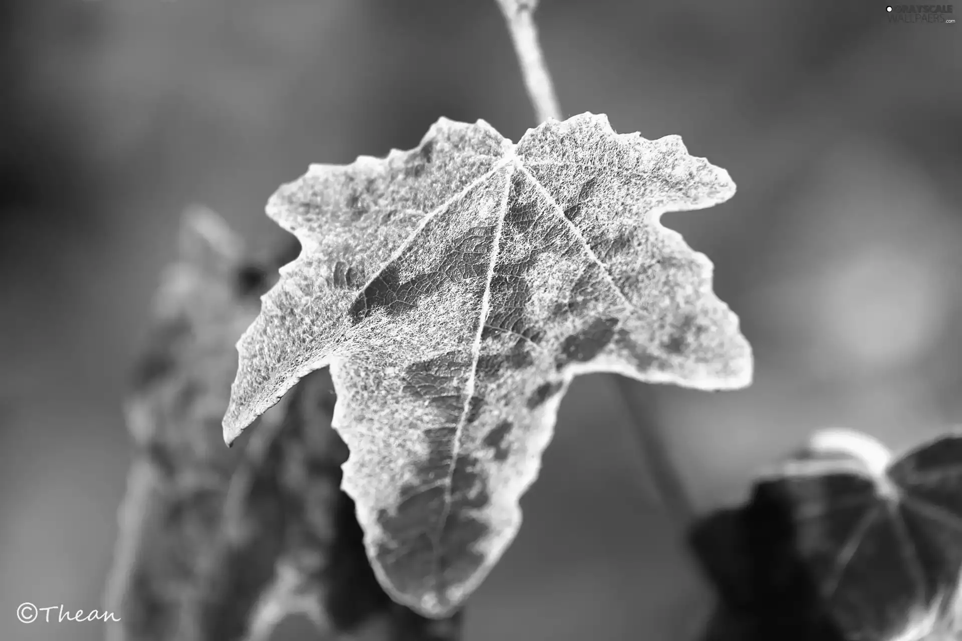 leaf, poplar