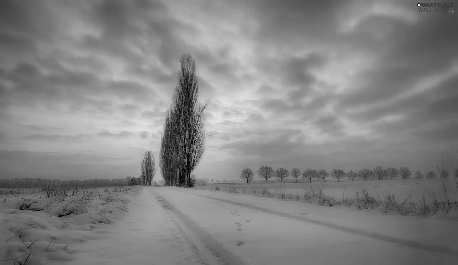 Way, winter, viewes, Poplars, trees, field