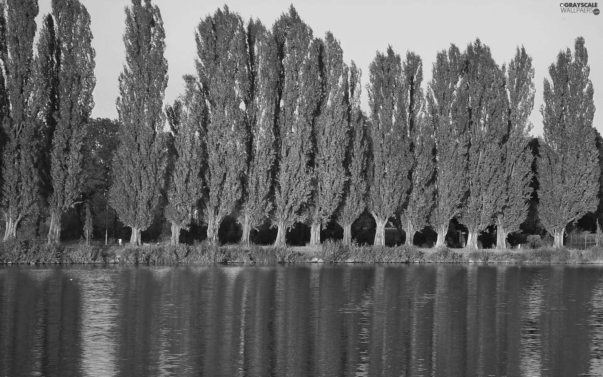 River, Poplars