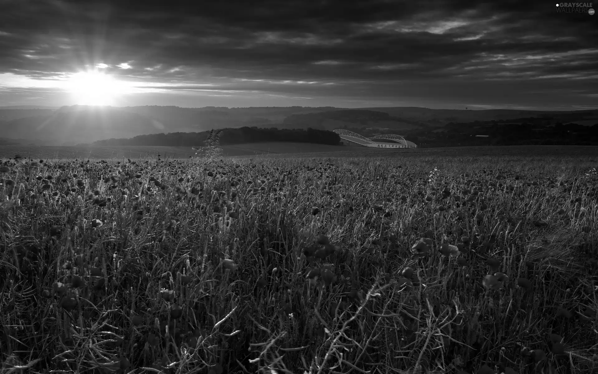 poppy, field, sun, rays, west