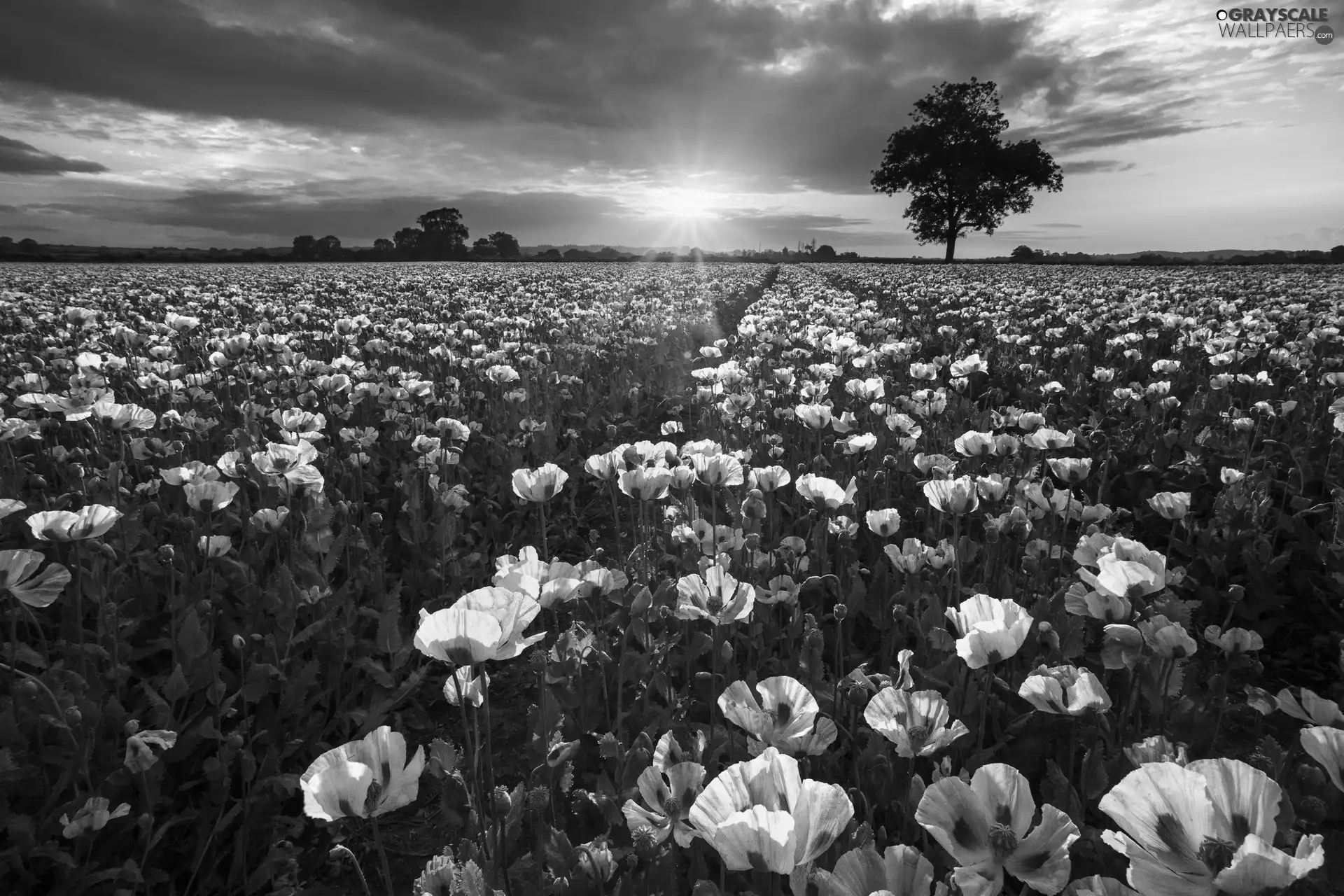 Field, poppy