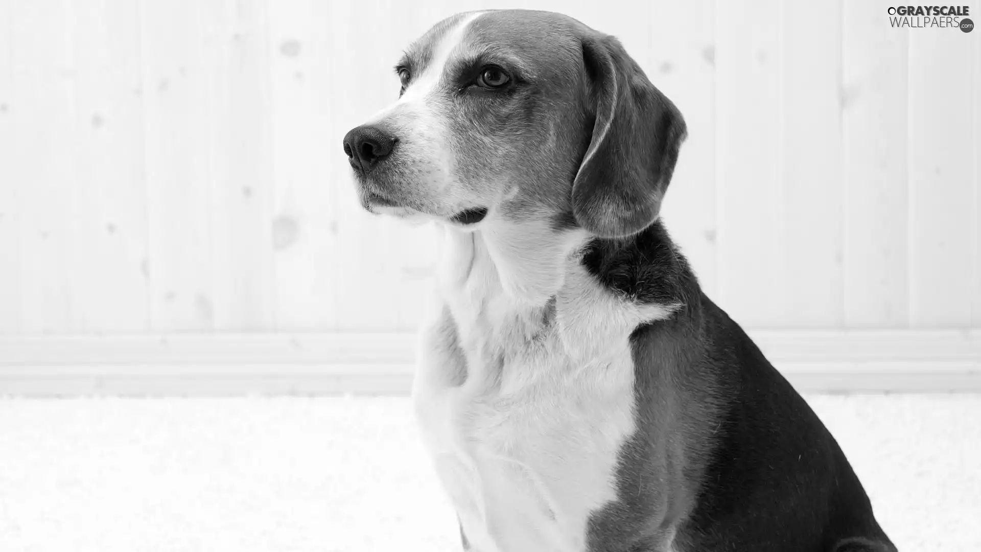 Beagle, portrait