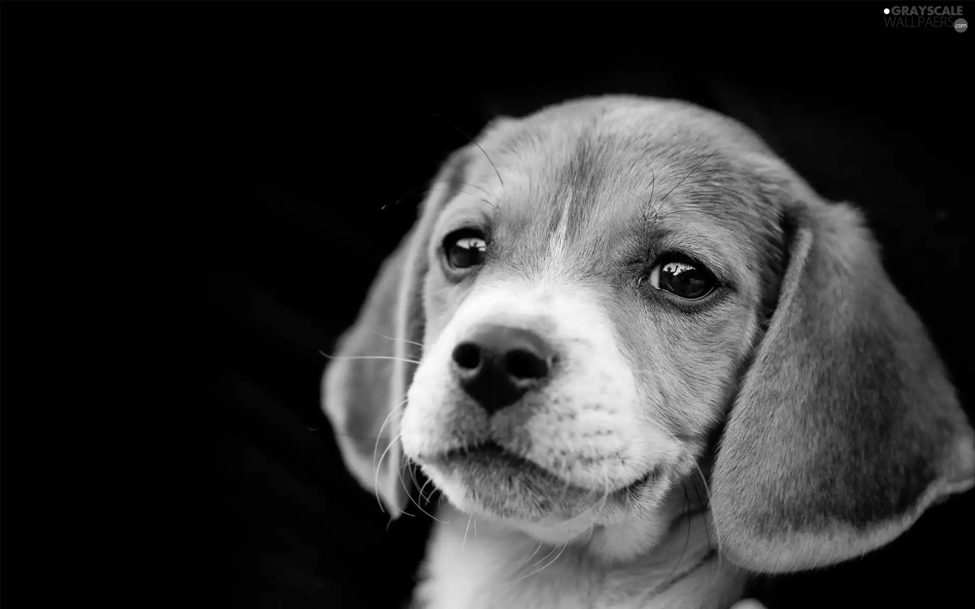 Beagle, portrait