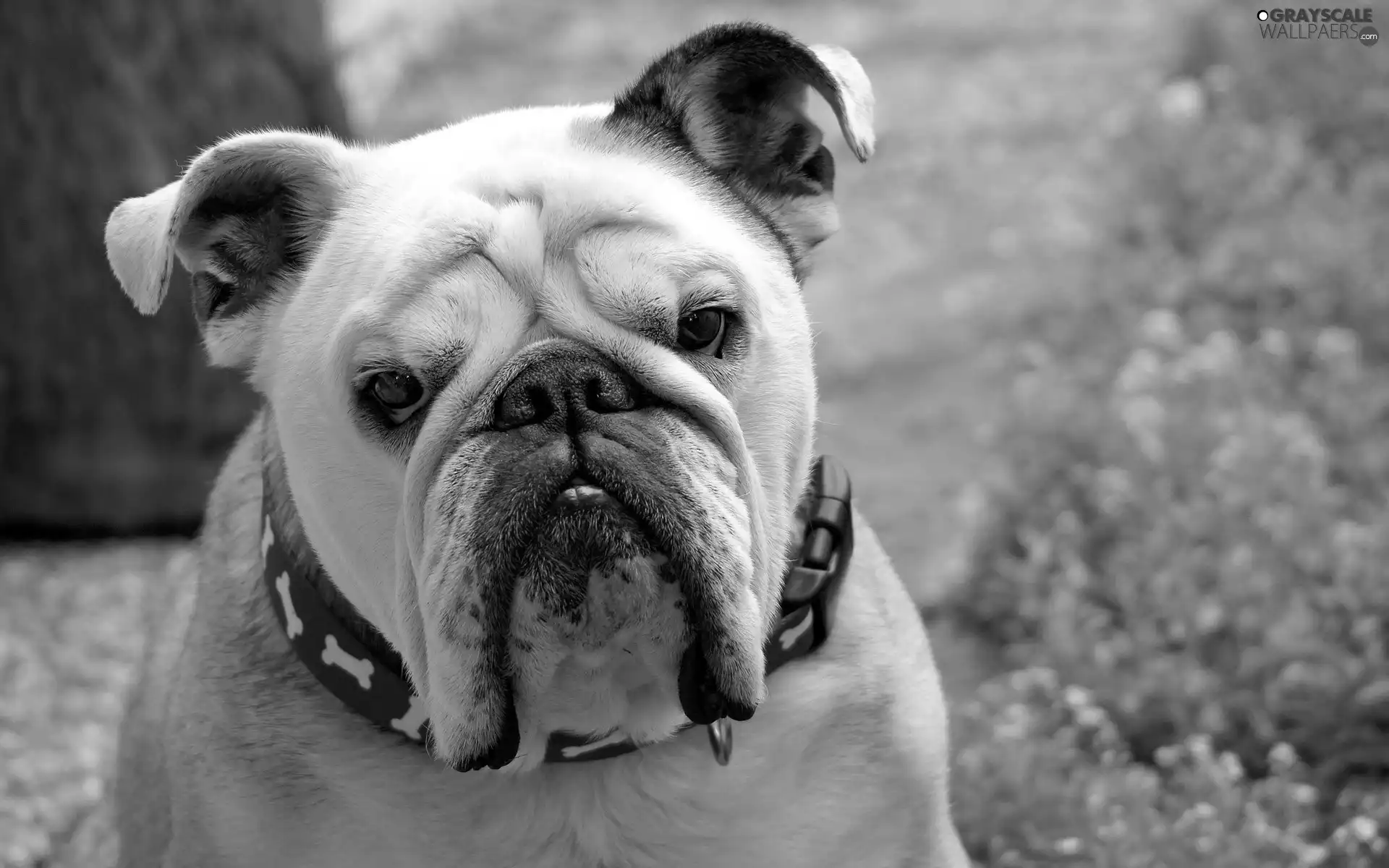 Buldog, VEGETATION, portrait, English