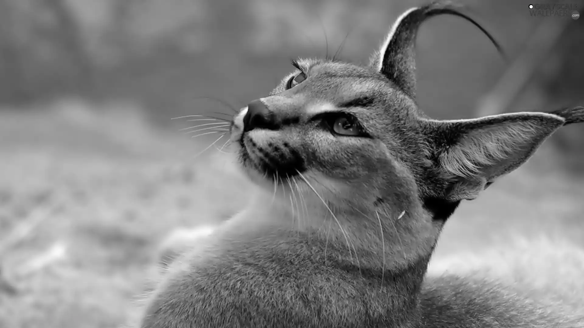 Caracal, portrait