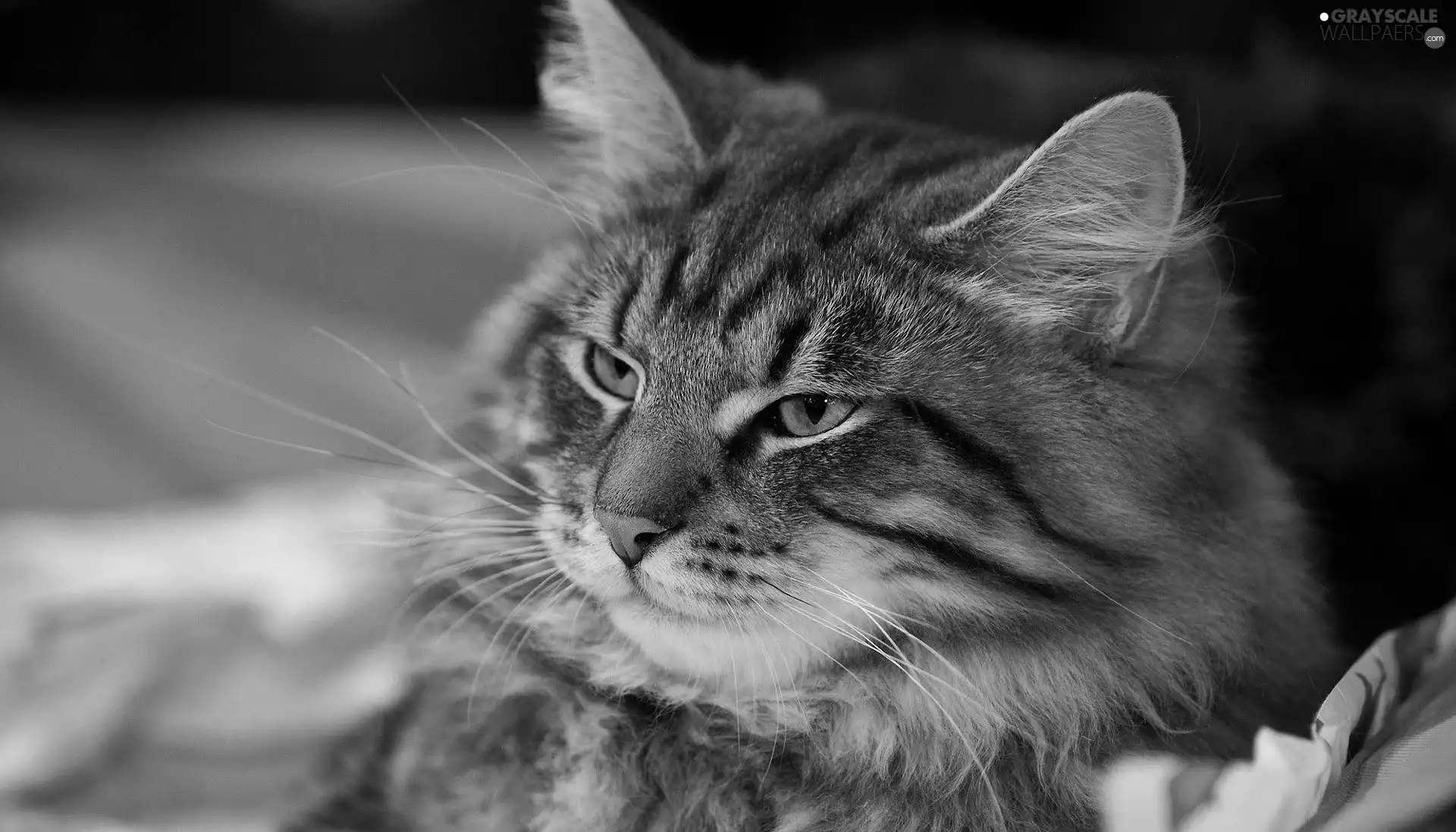 cat, Eyes, portrait, Orange