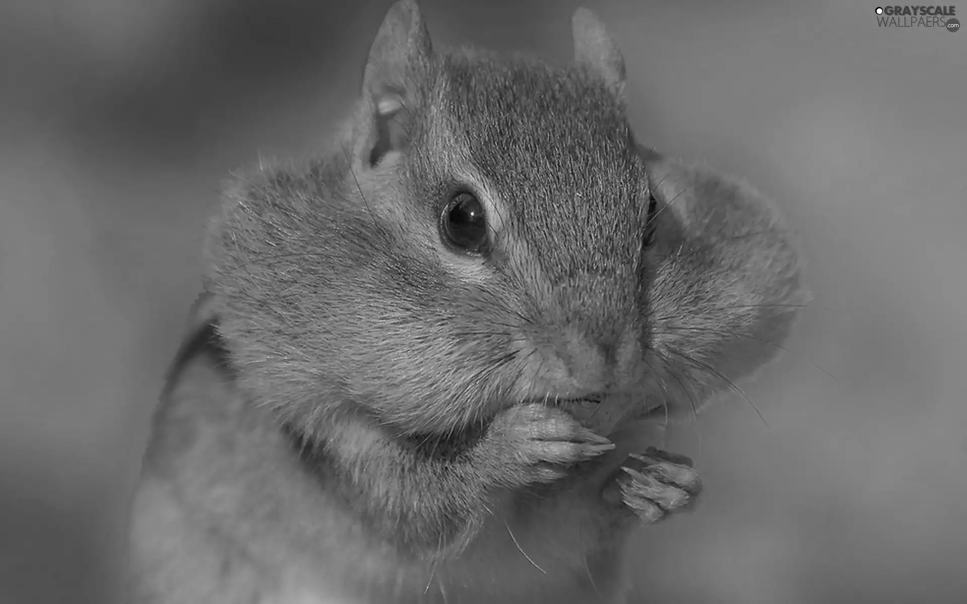 Chipmunk, Portrait