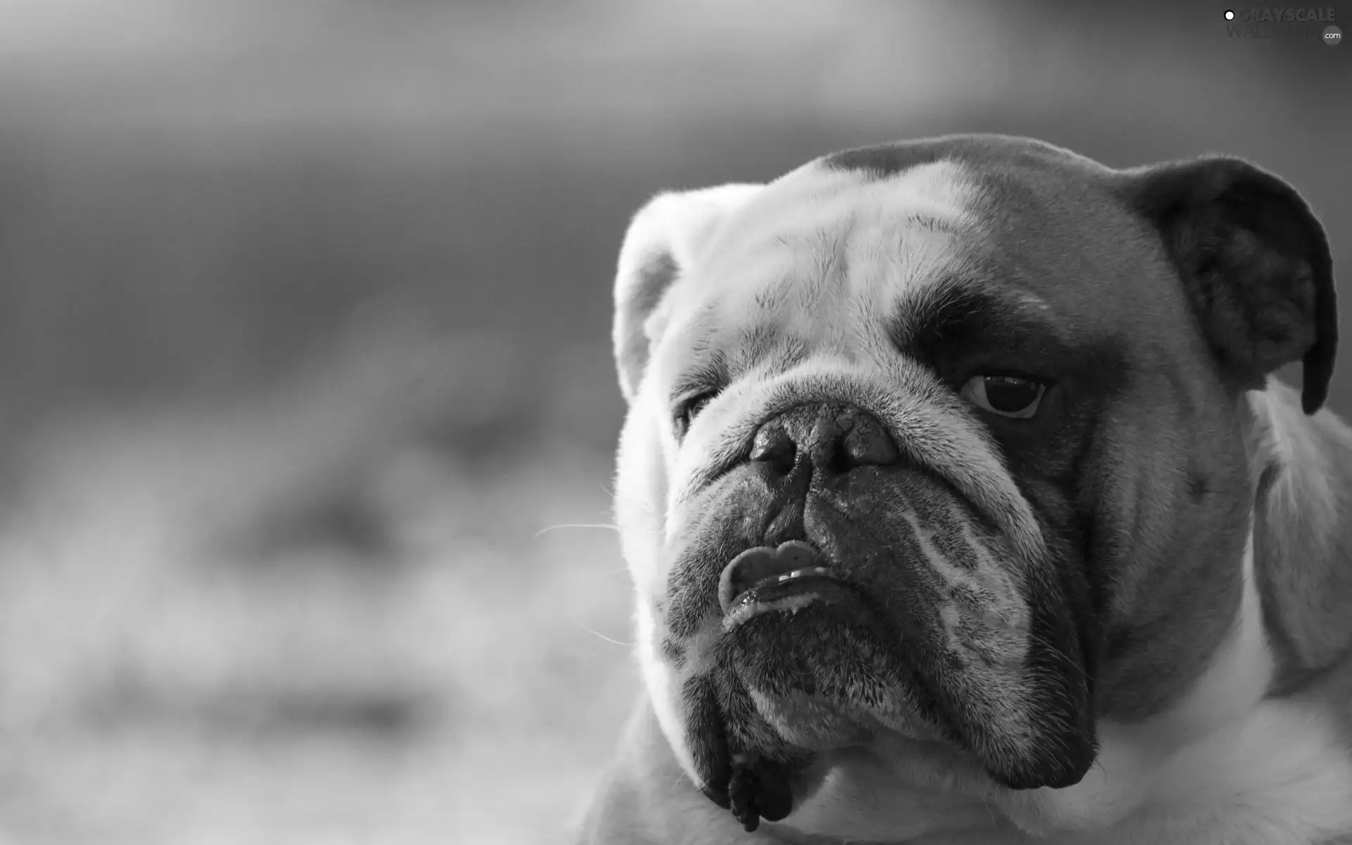 portrait, Buldog, English