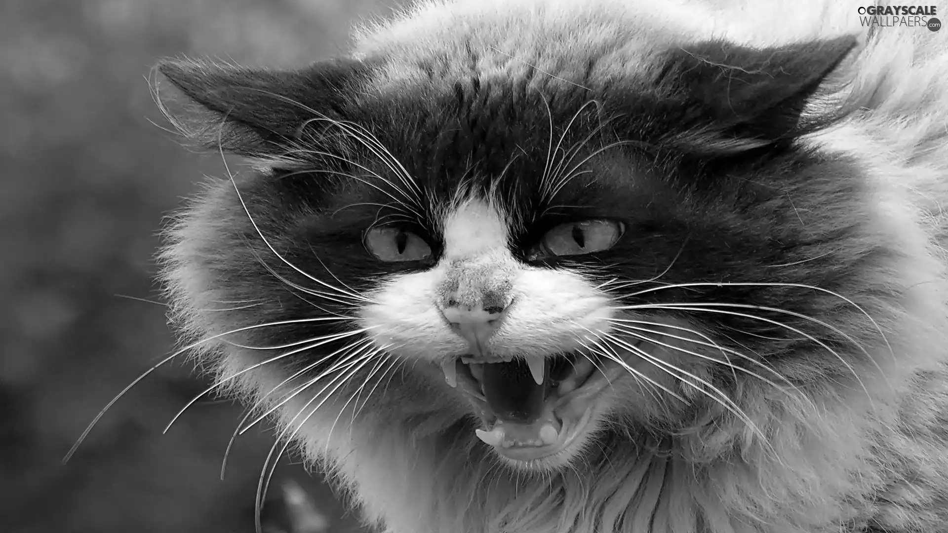 frightened, moustache, portrait, cat