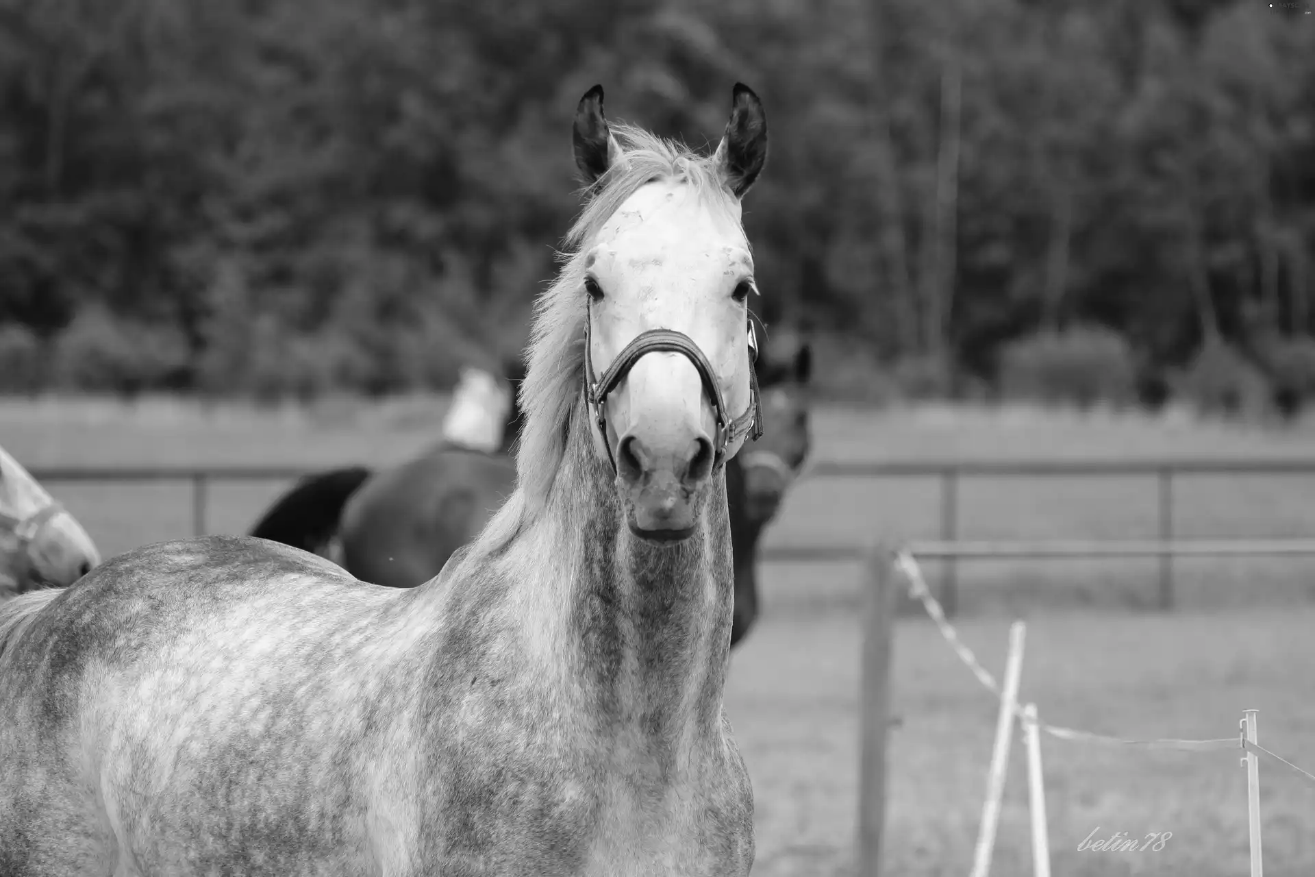 Horse, gelding, portrait, gray
