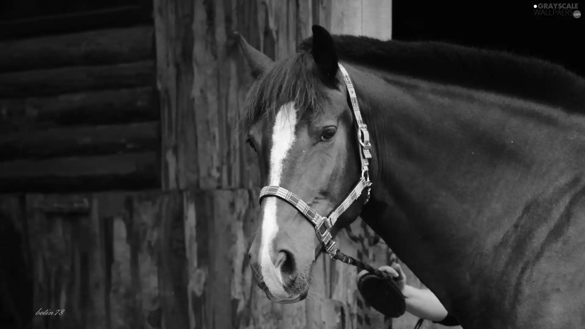 Horse, Light Grey, portrait, Mare