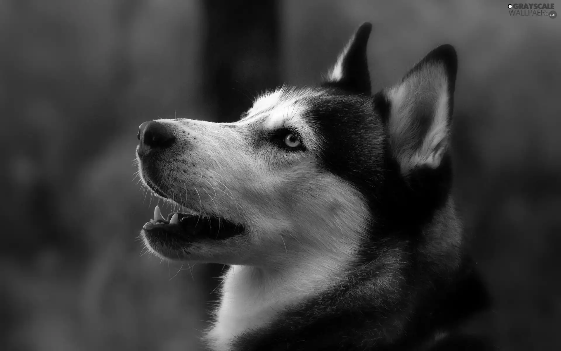 portrait, Siberian, Husky