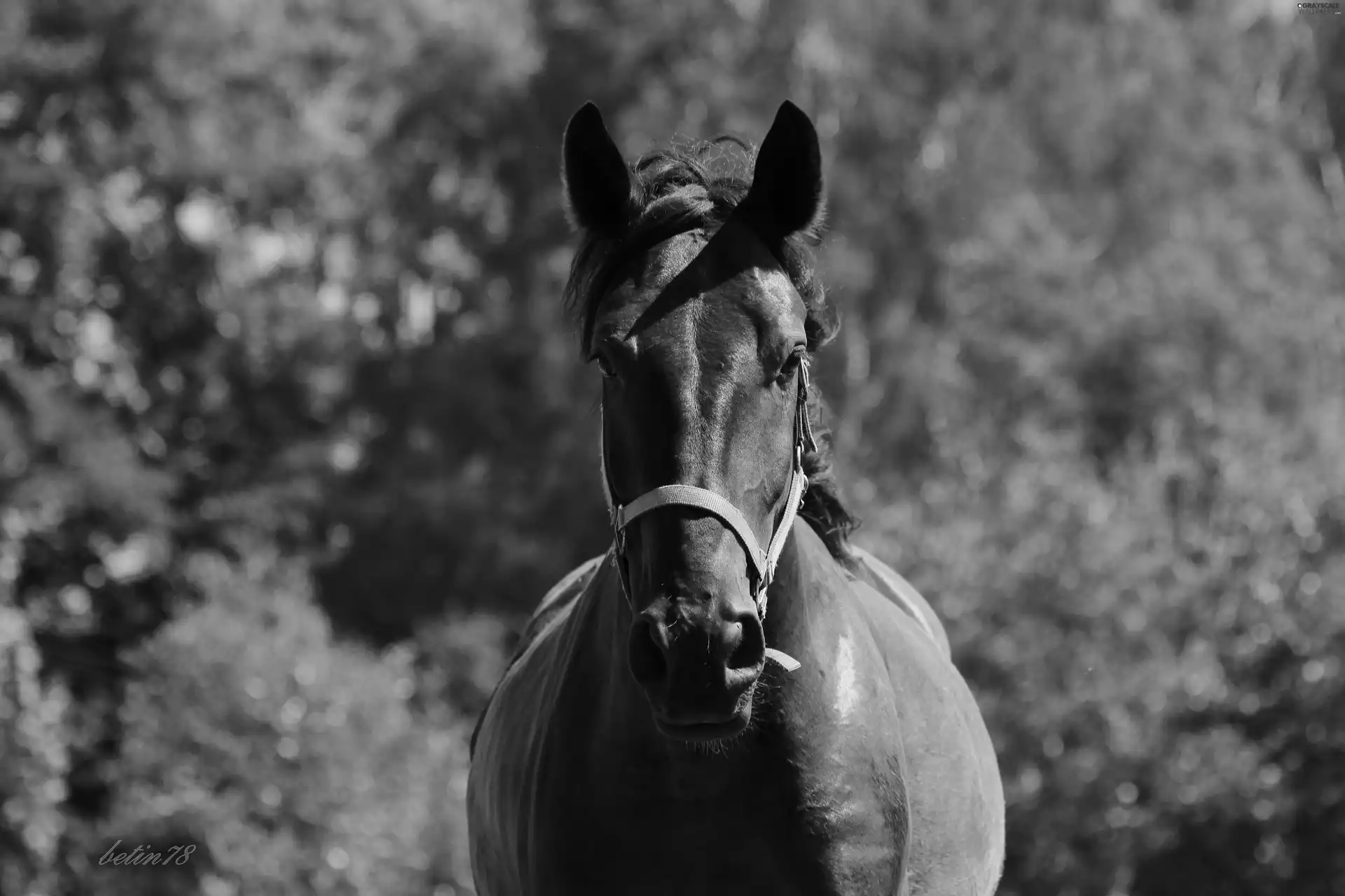 portrait, Horse, karogniady