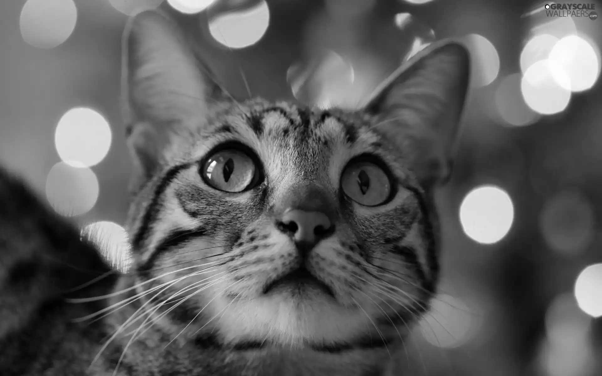 portrait, beautiful, kitten