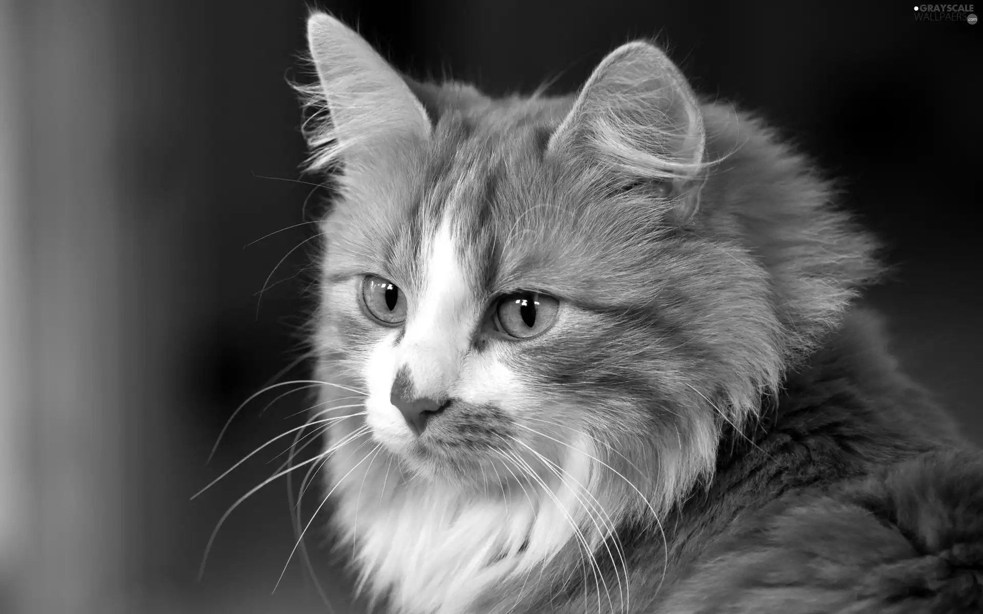 kitten, portrait