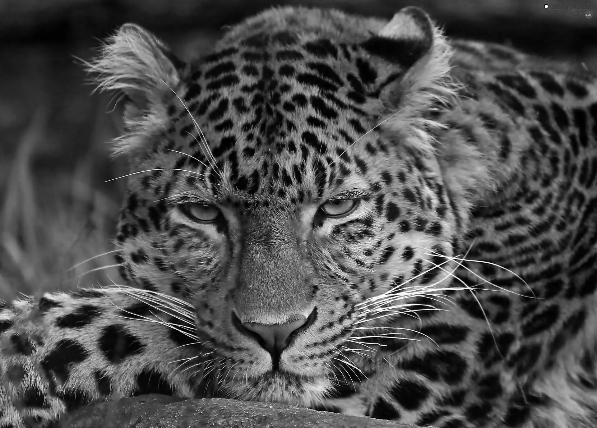 Leopards, portrait