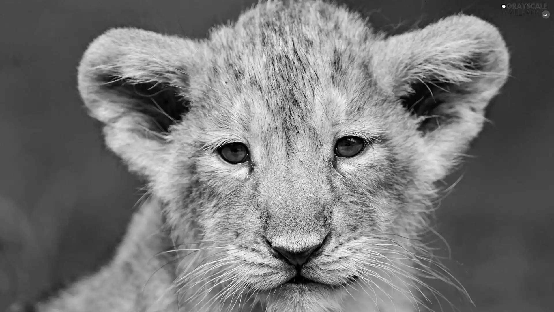 lion, portrait