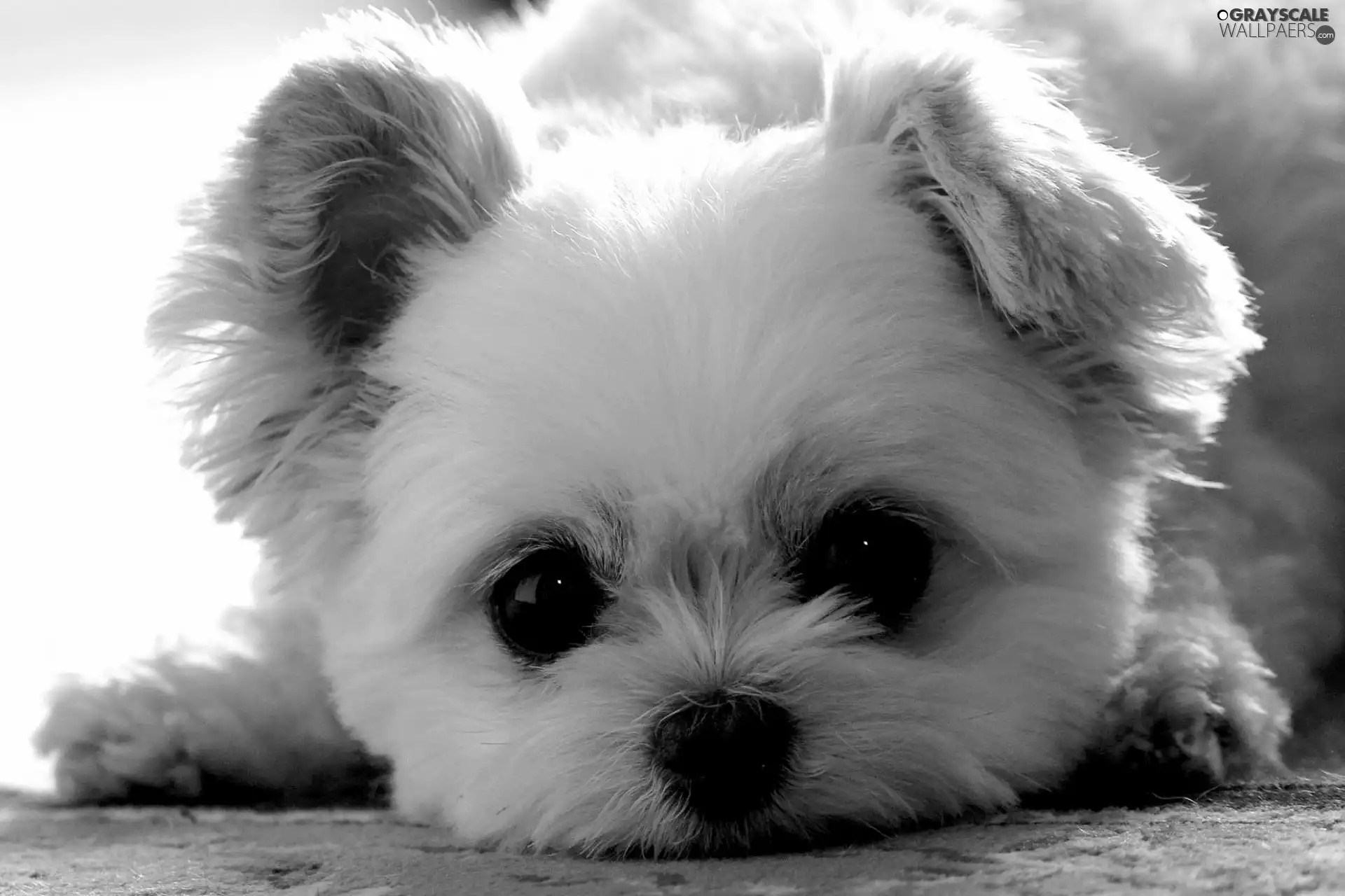 portrait, puppie, West