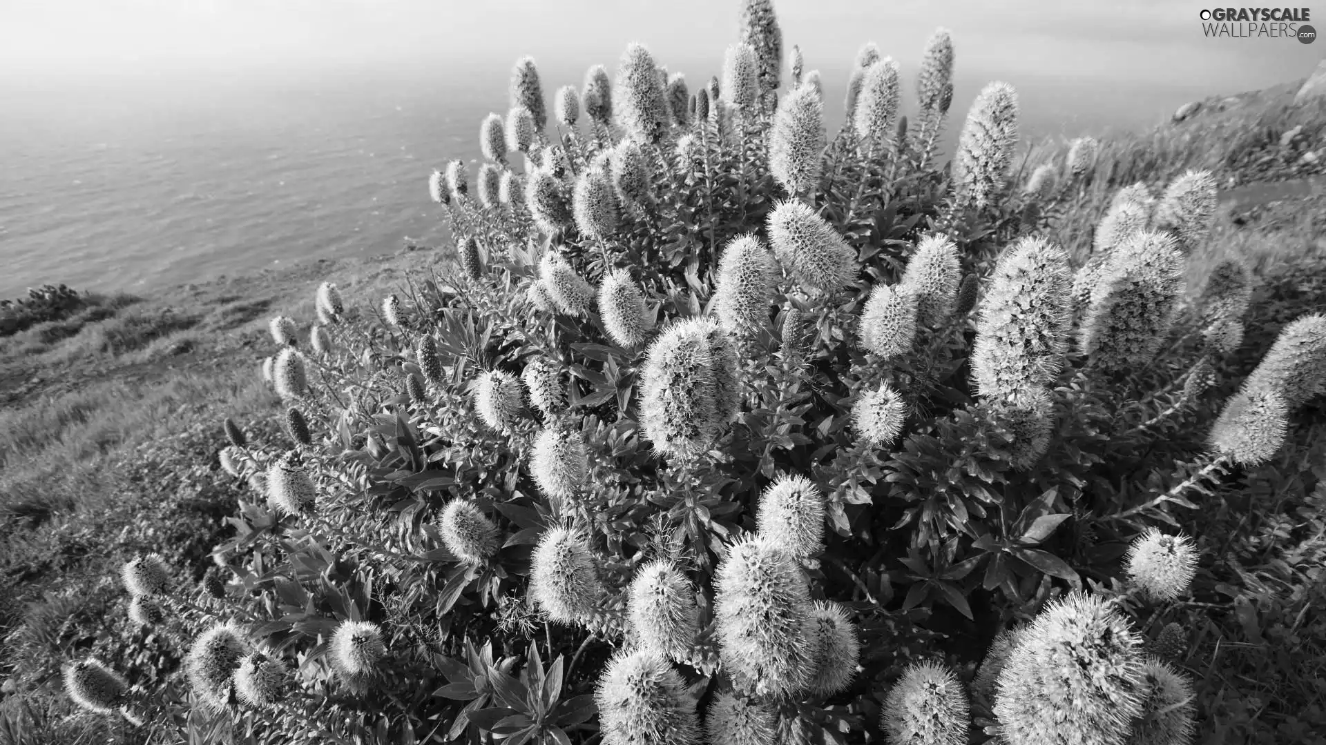 sea, Bush, Portugal, flower