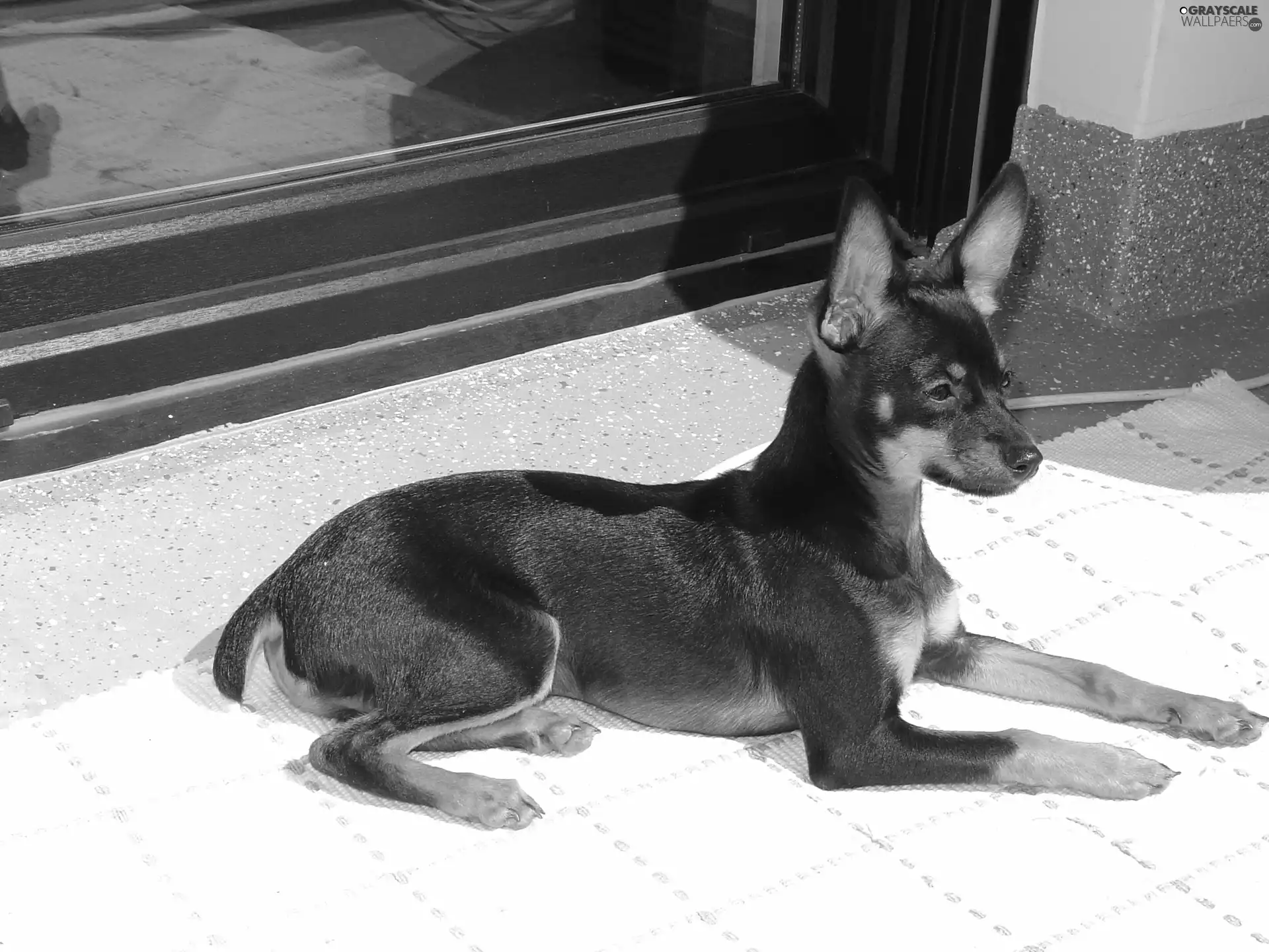 ears, miniature Pinscher, posed