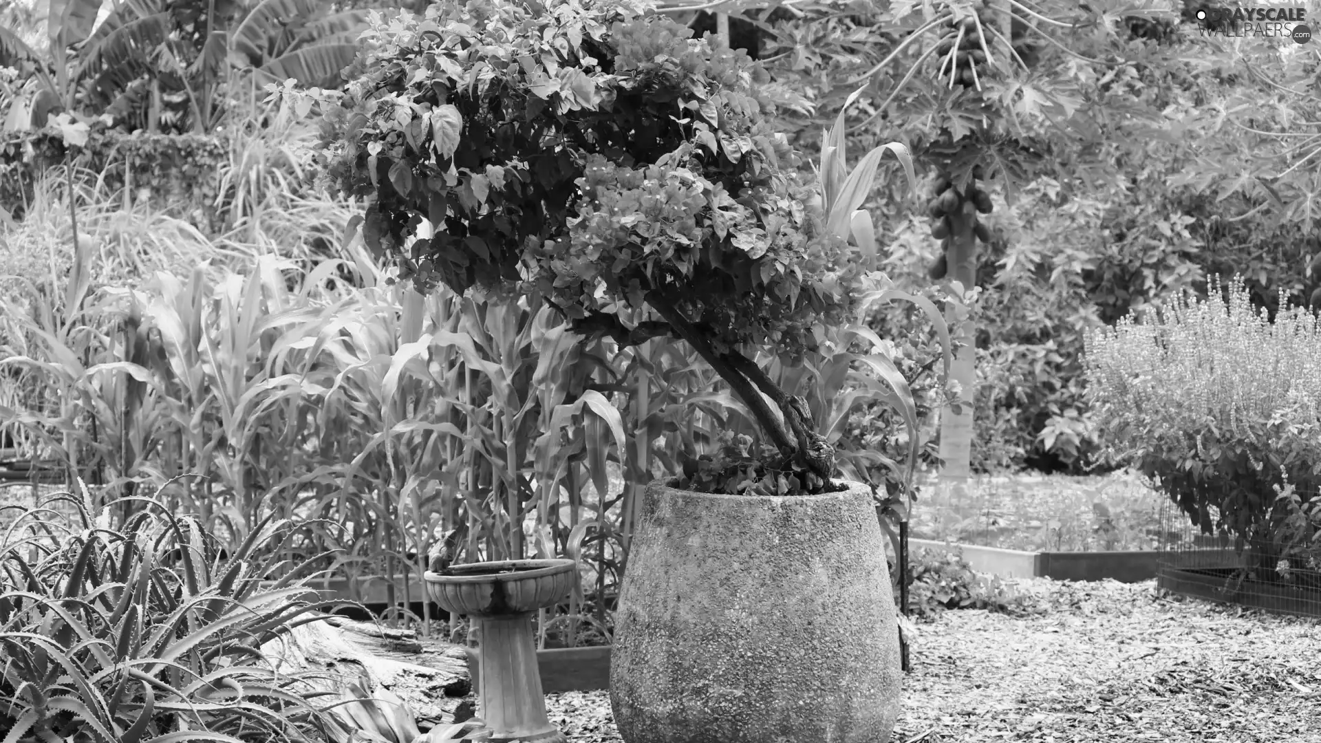 Bougainvillea, pot