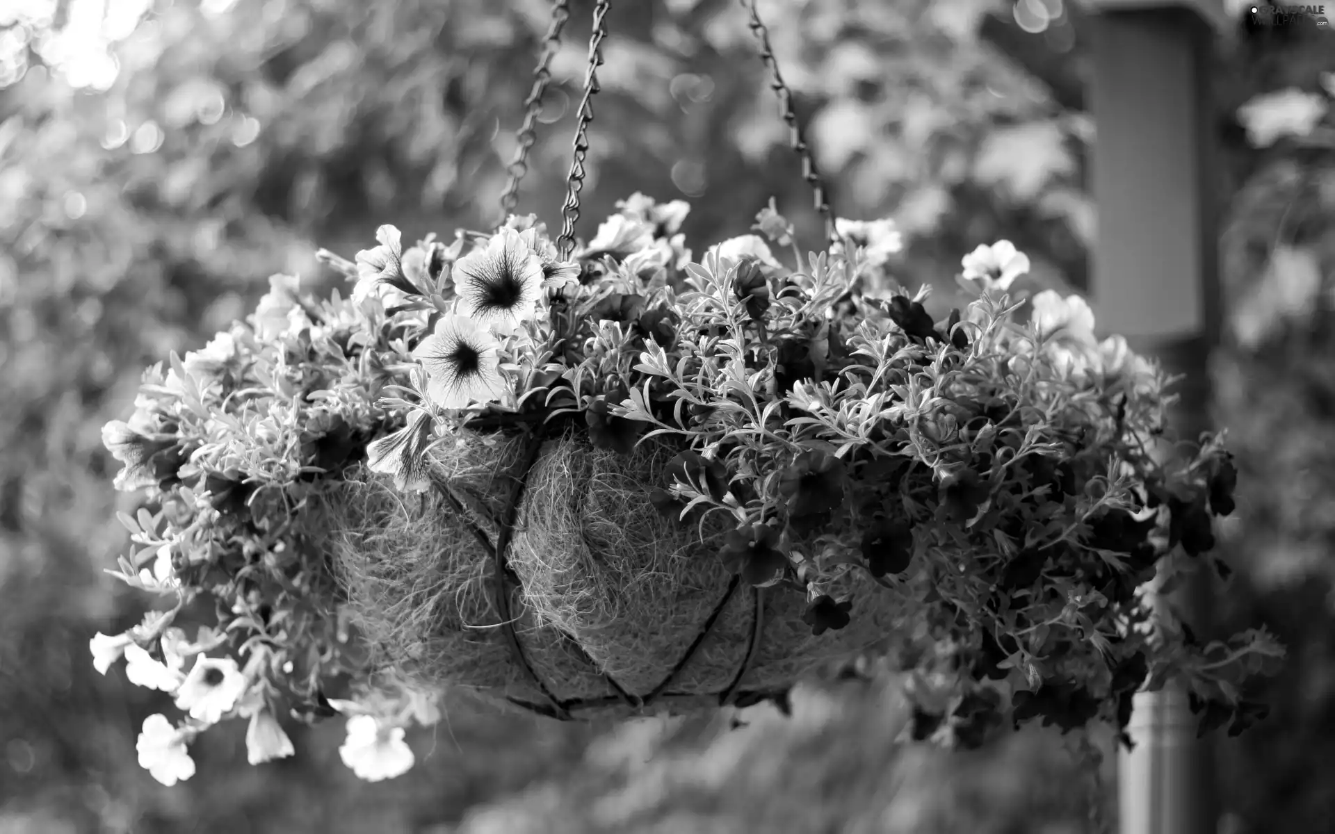 pot, Surfinie, Hanging