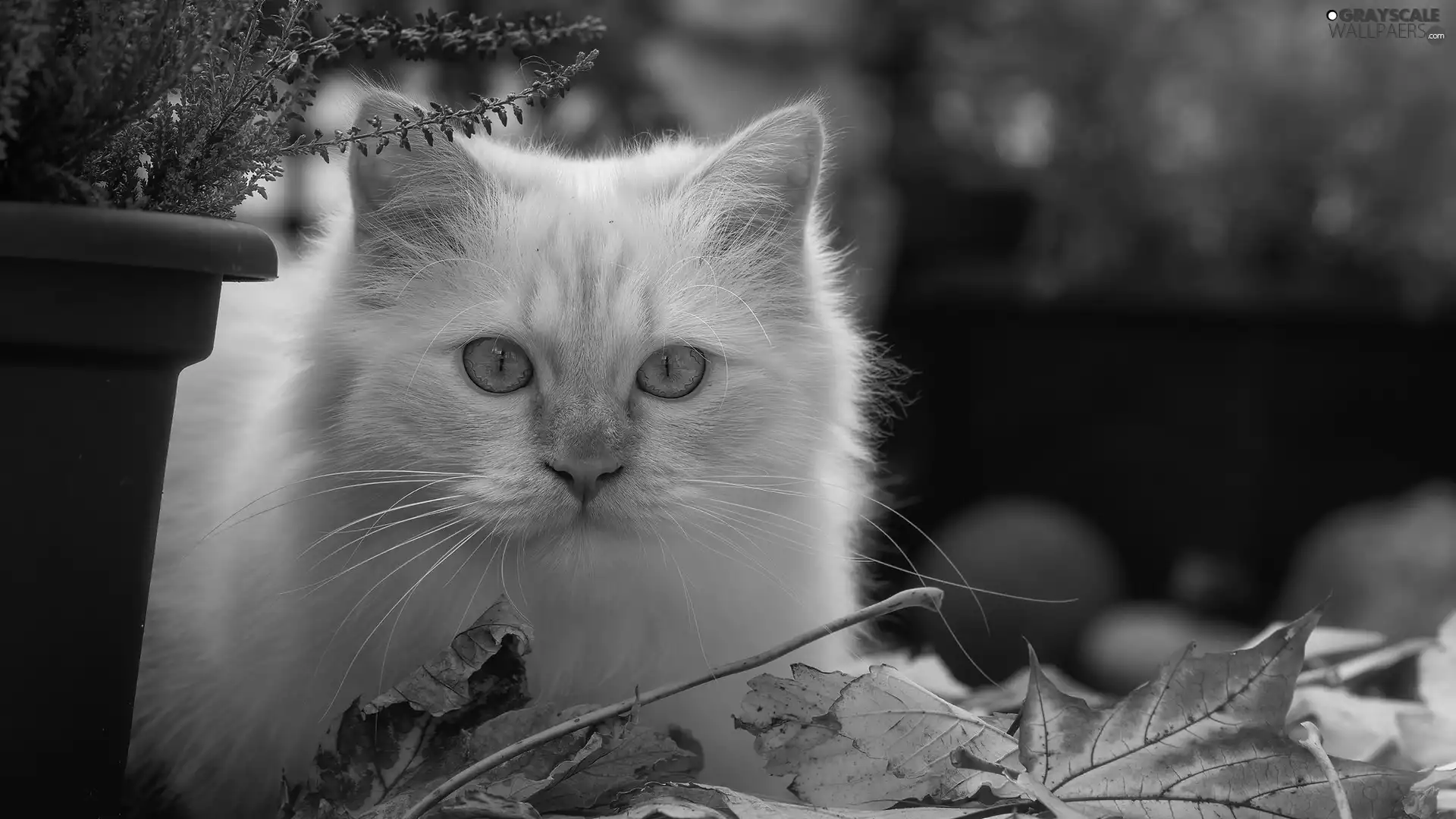 cat, Reddish, heather, pot, Leaf, Blue Eyed