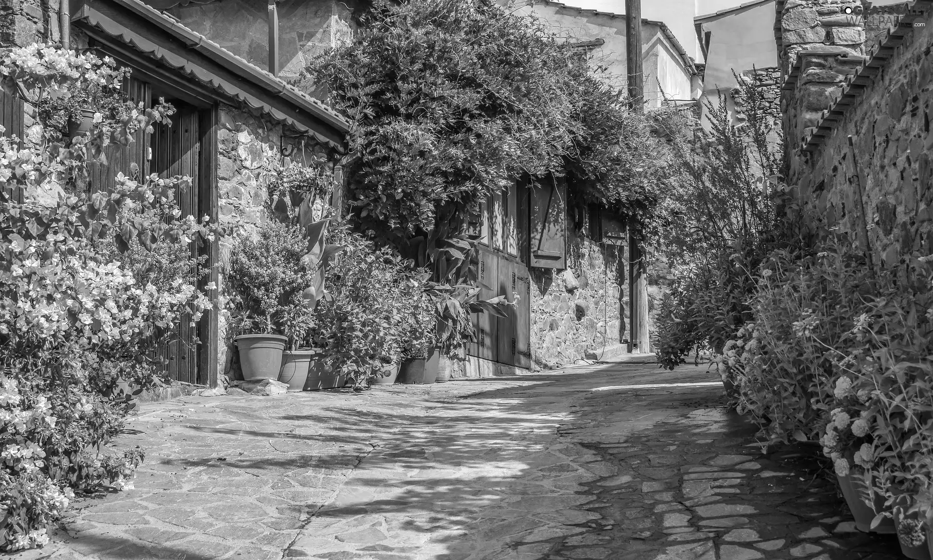 Flowers, Street, Houses, pots