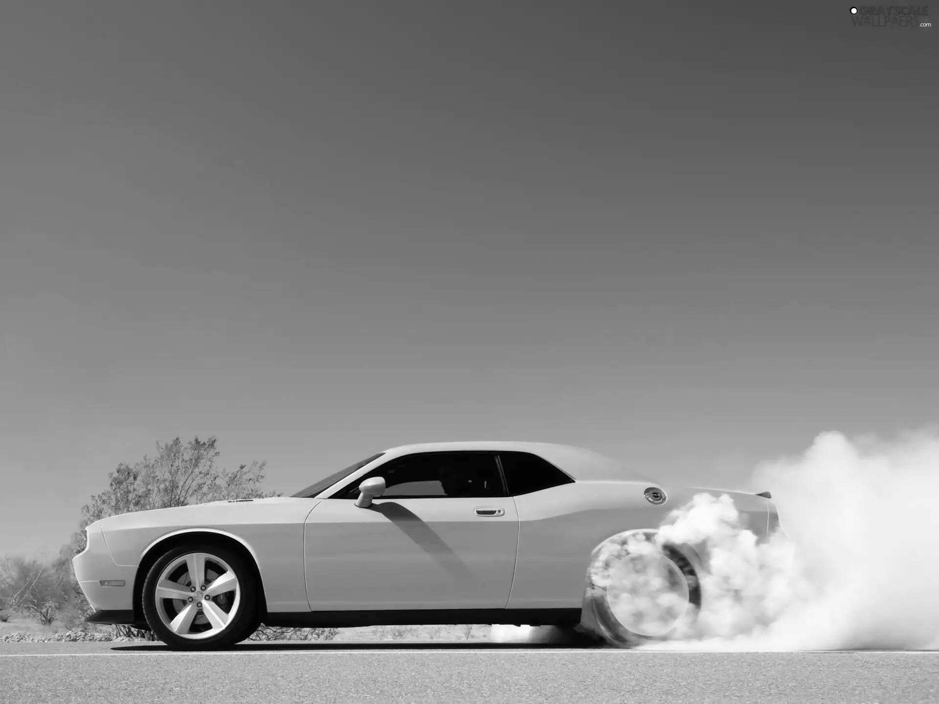 White, show, power, Dodge Challenger