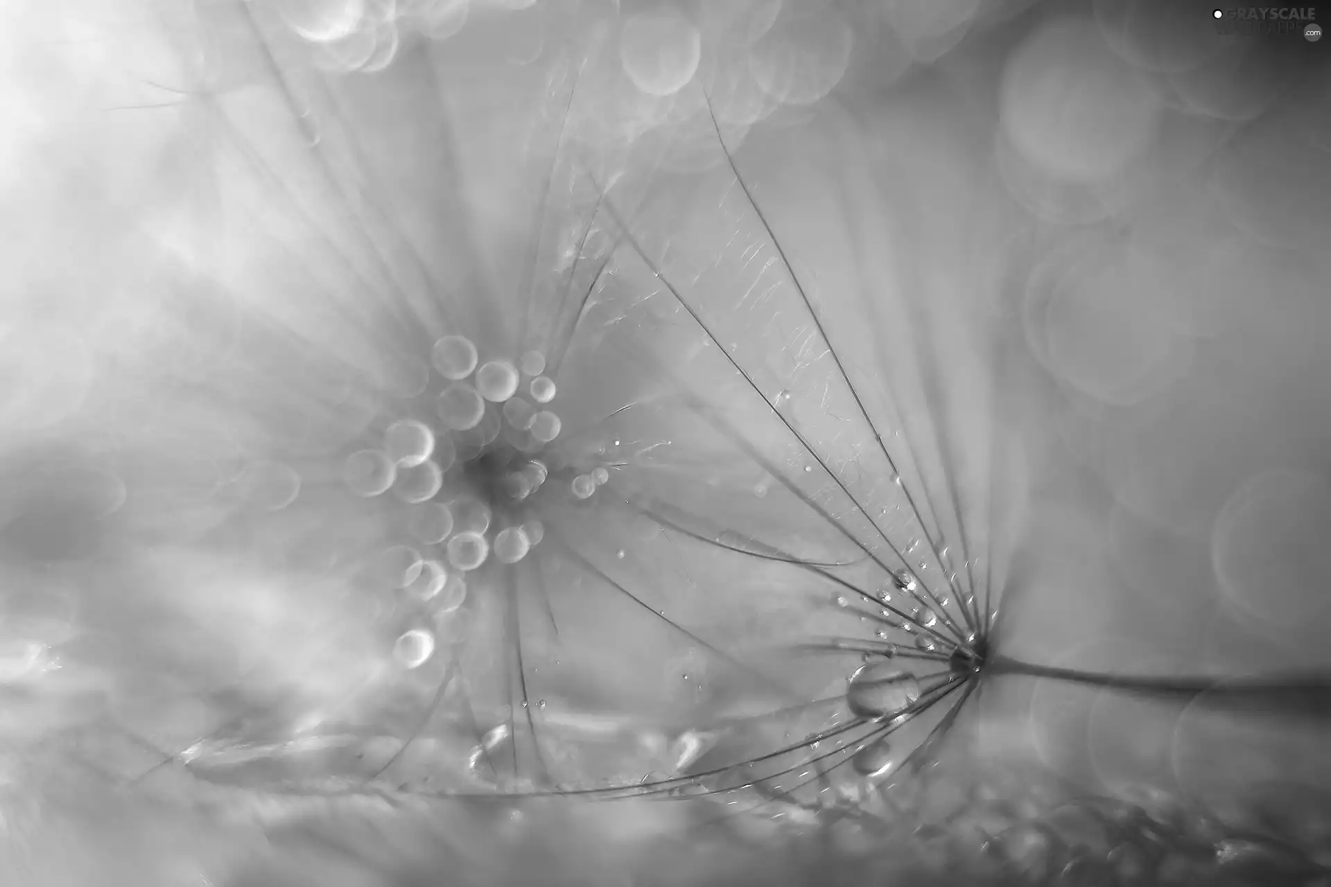 Close, dandelions, Tragopogon Pratensis