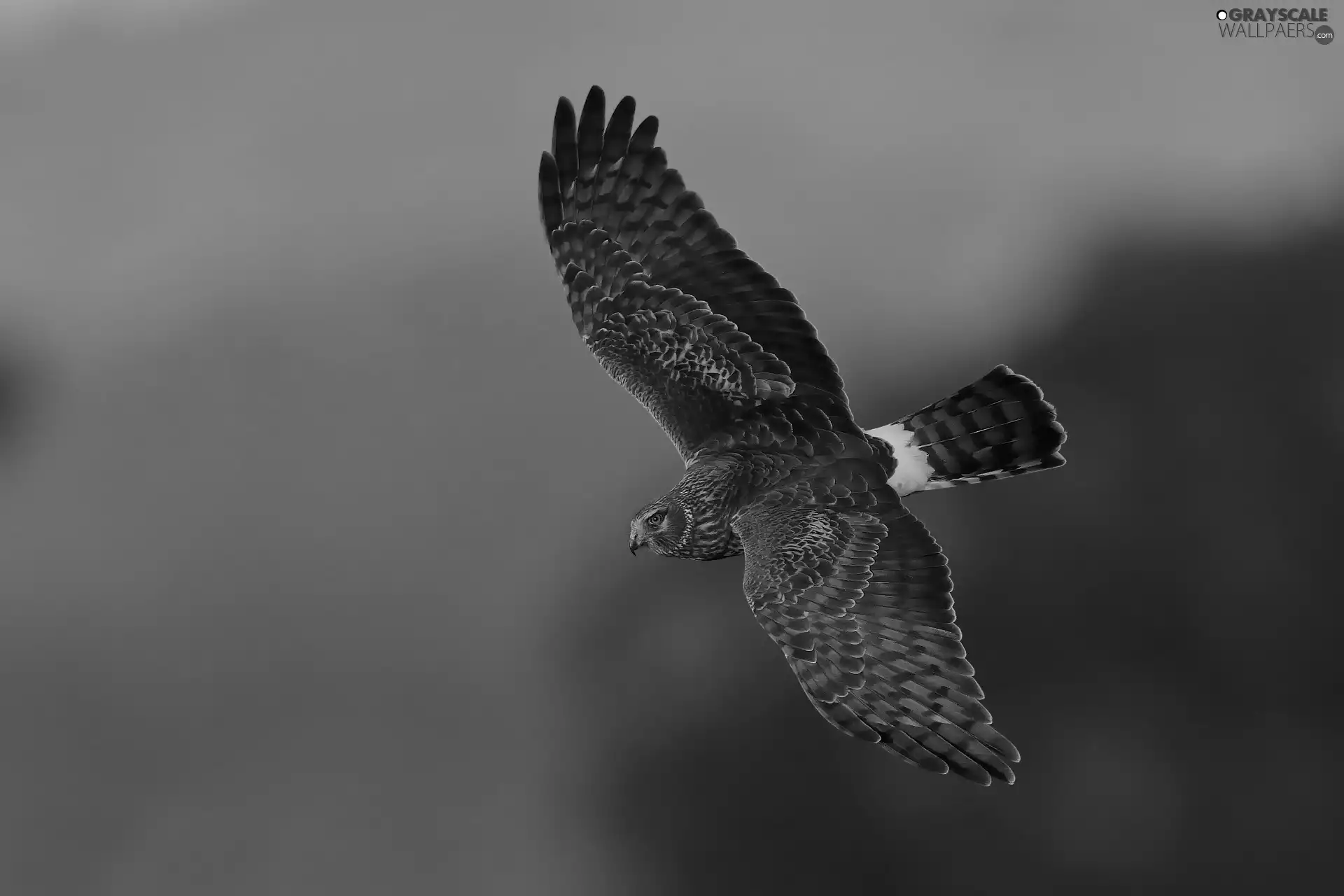 Bird, flight, hawk, predatory