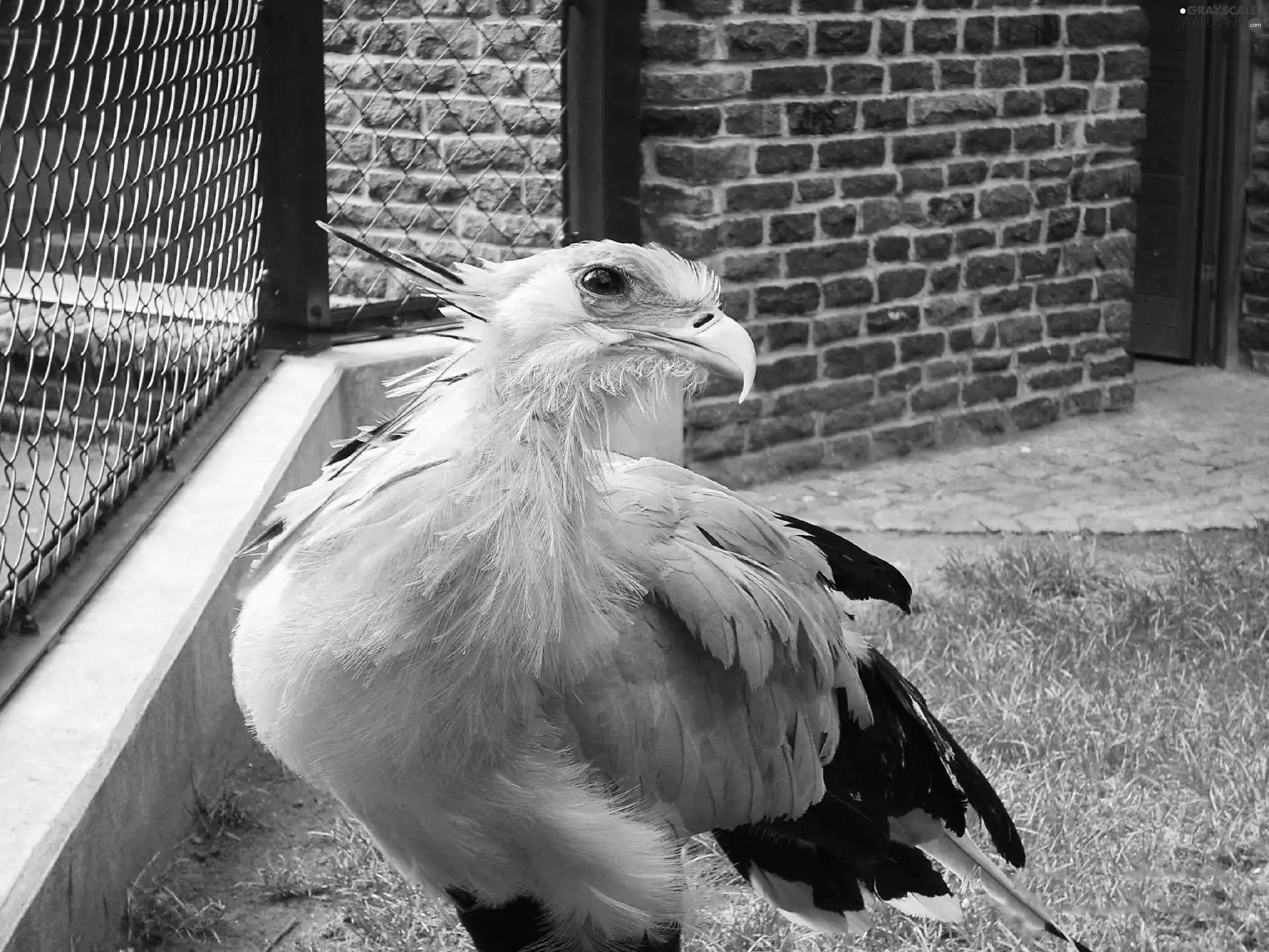 predatory, secretary, Bird