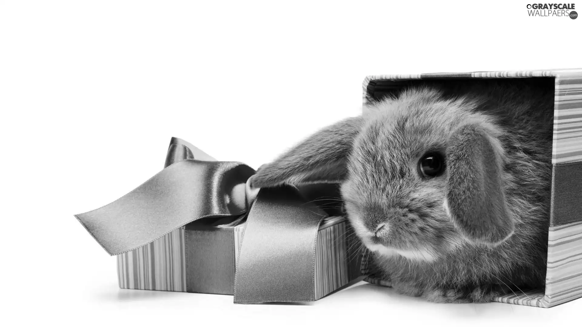 Rabbit, bow, Present, Box