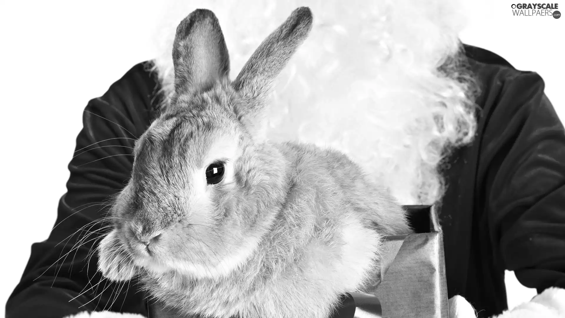 Present, Rabbit, Santa