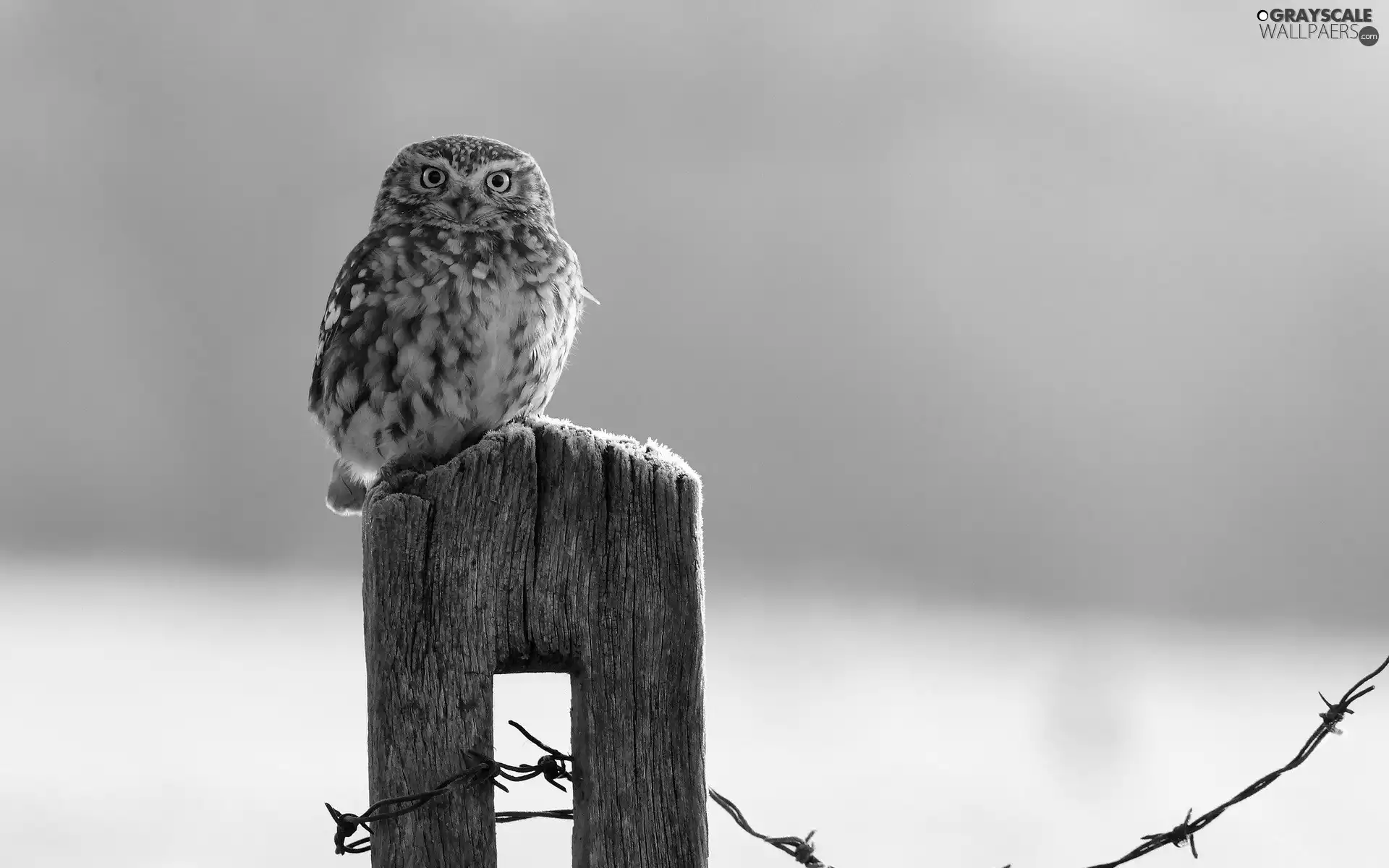 young, wire, prickly, owl