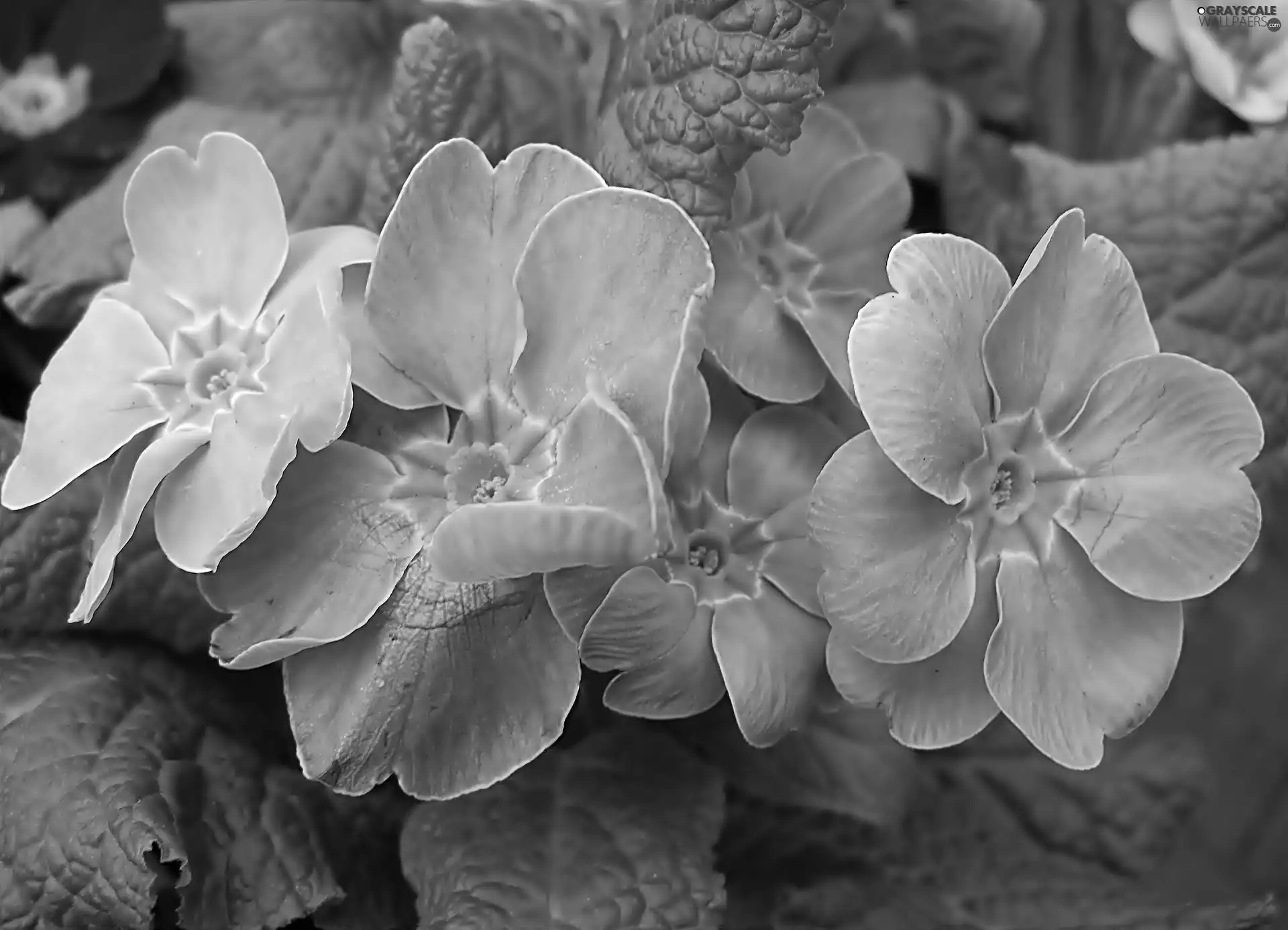 Blue, Primrose